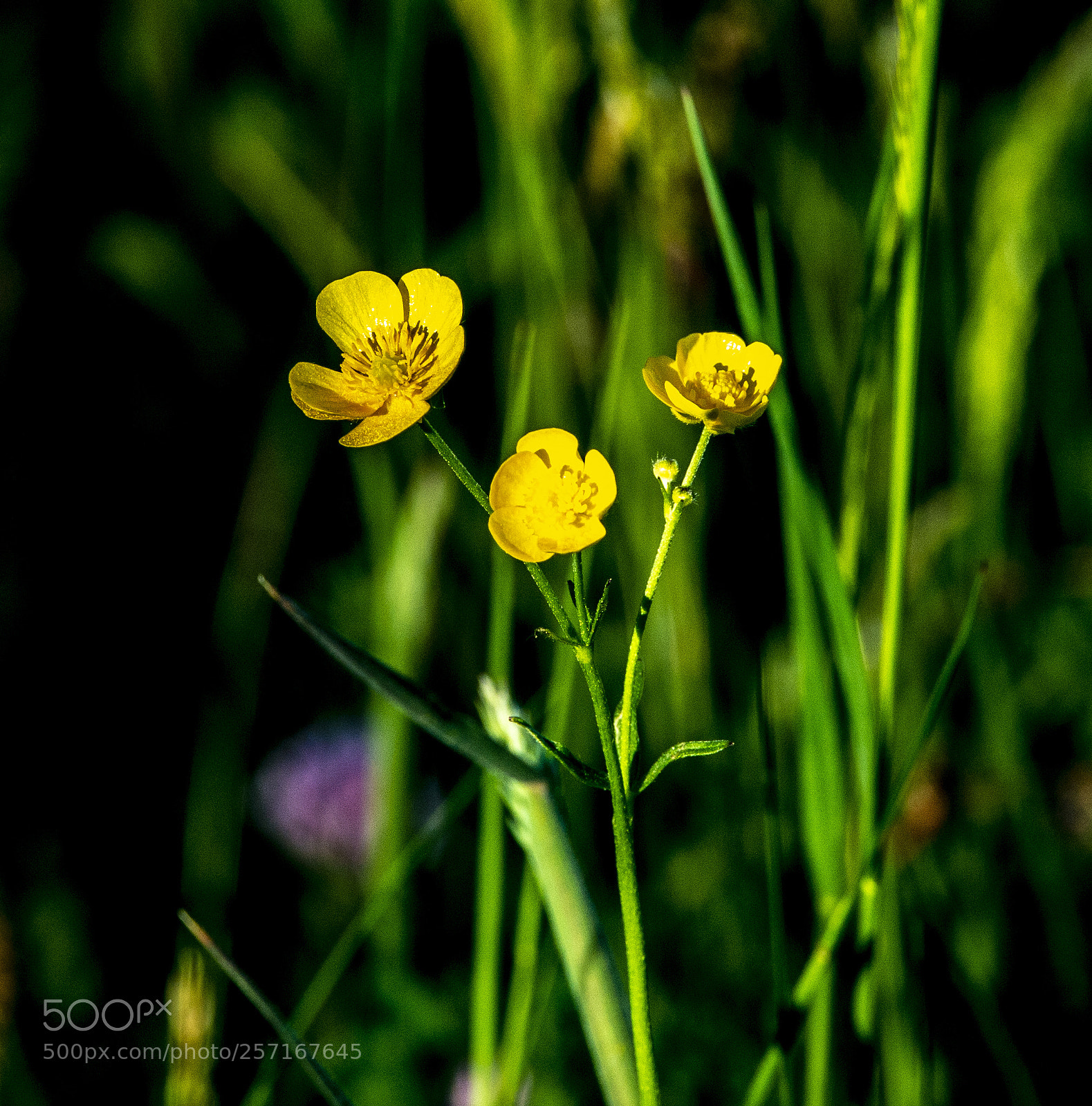 Nikon D4 sample photo. Meadow flowers - buttercup photography
