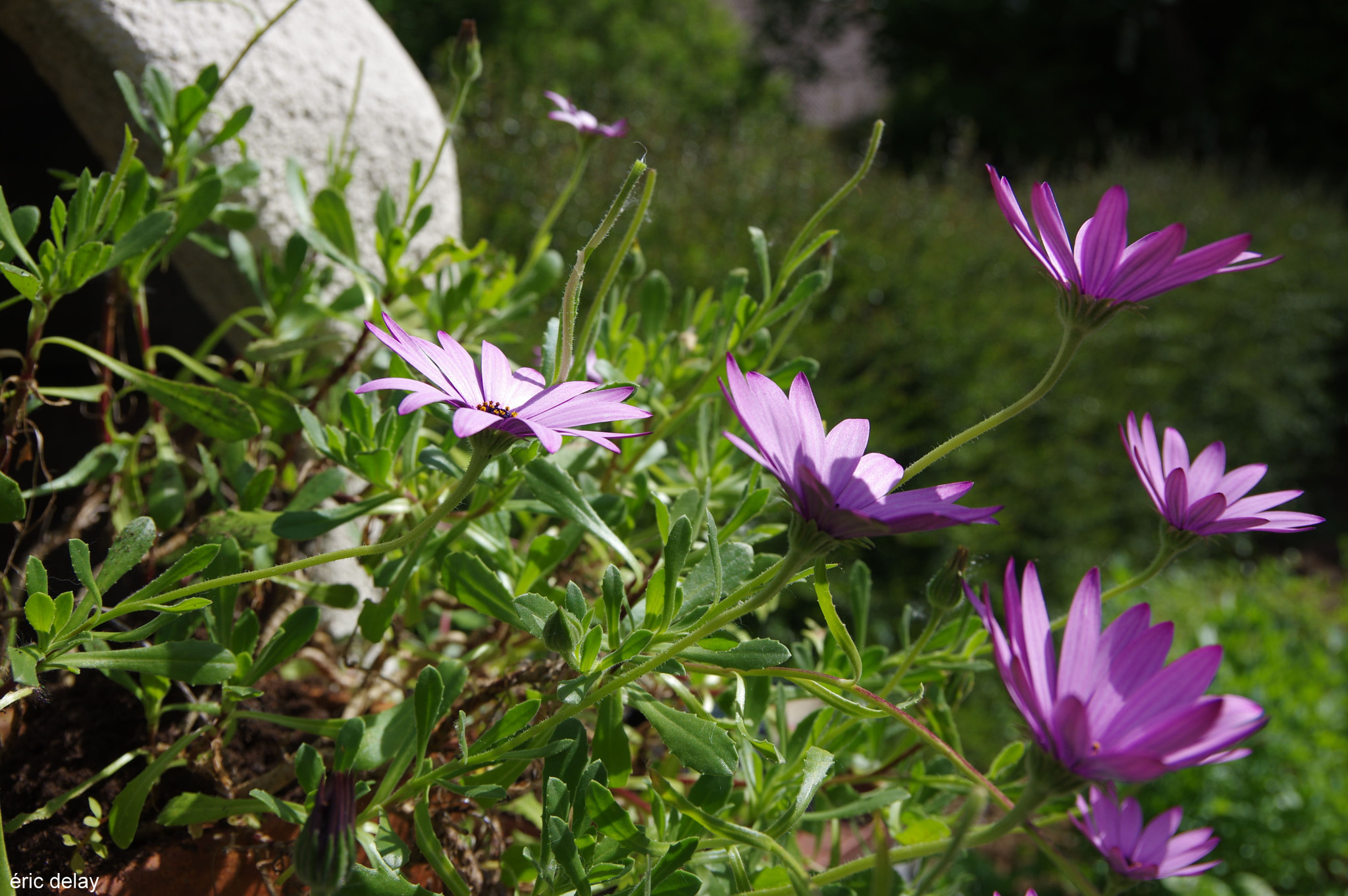 Pentax K-3 sample photo. Fleur bleue photography