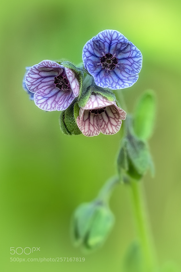 Olympus OM-D E-M1 Mark II sample photo. Flores silvestres photography