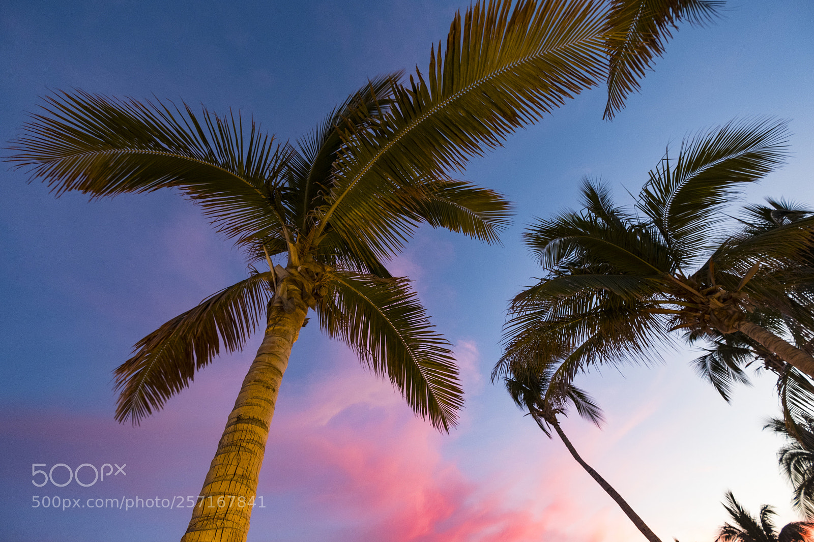 Fujifilm X-T2 sample photo. Palm in baja california photography
