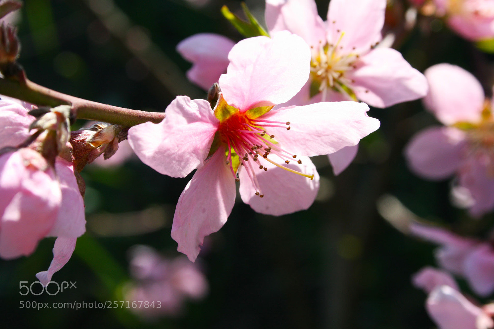 Canon EOS 400D (EOS Digital Rebel XTi / EOS Kiss Digital X) sample photo. Pink flowers photography