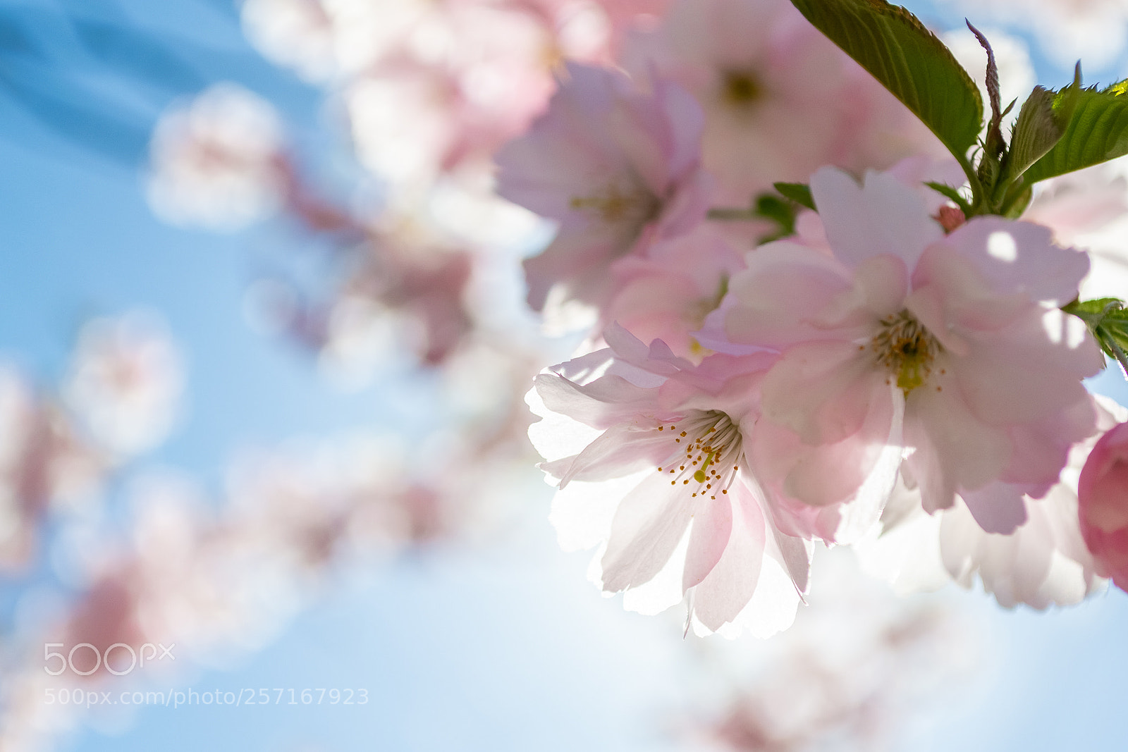 Nikon D3100 sample photo. ...sakura. photography