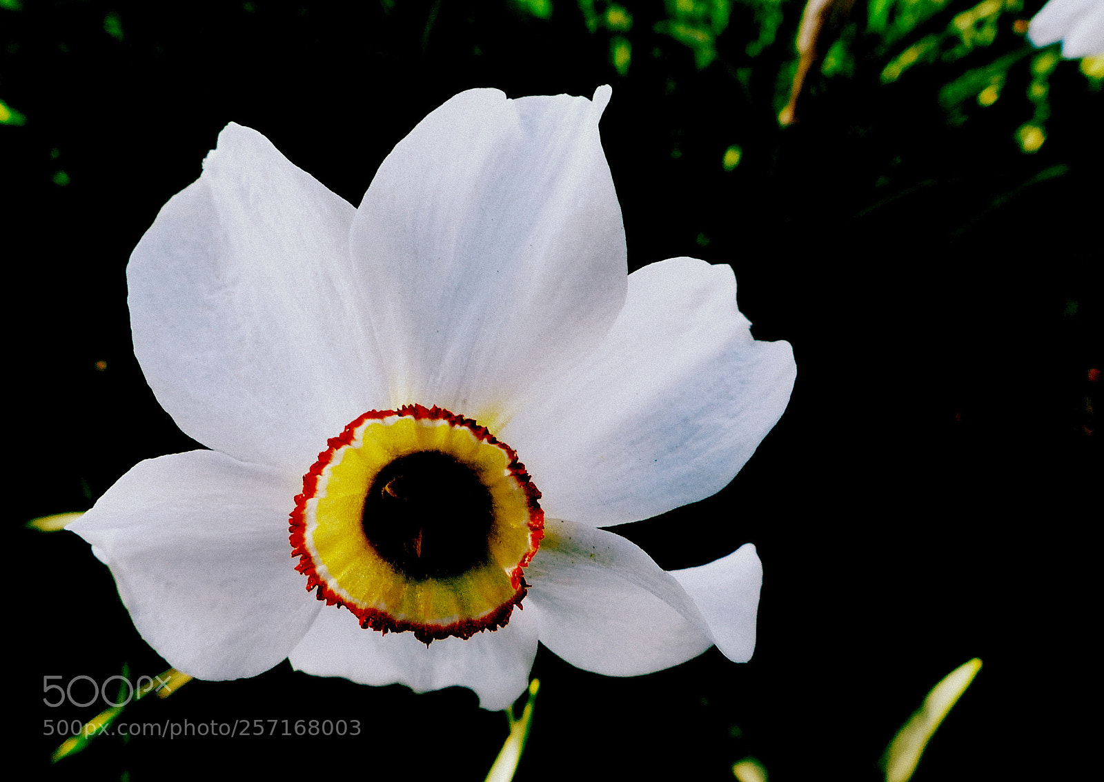 Panasonic Lumix DMC-FZ200 sample photo. Narcissus. photography