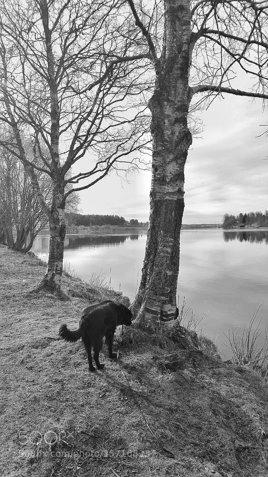 Samsung Galaxy S6 sample photo. Naffi by the river photography