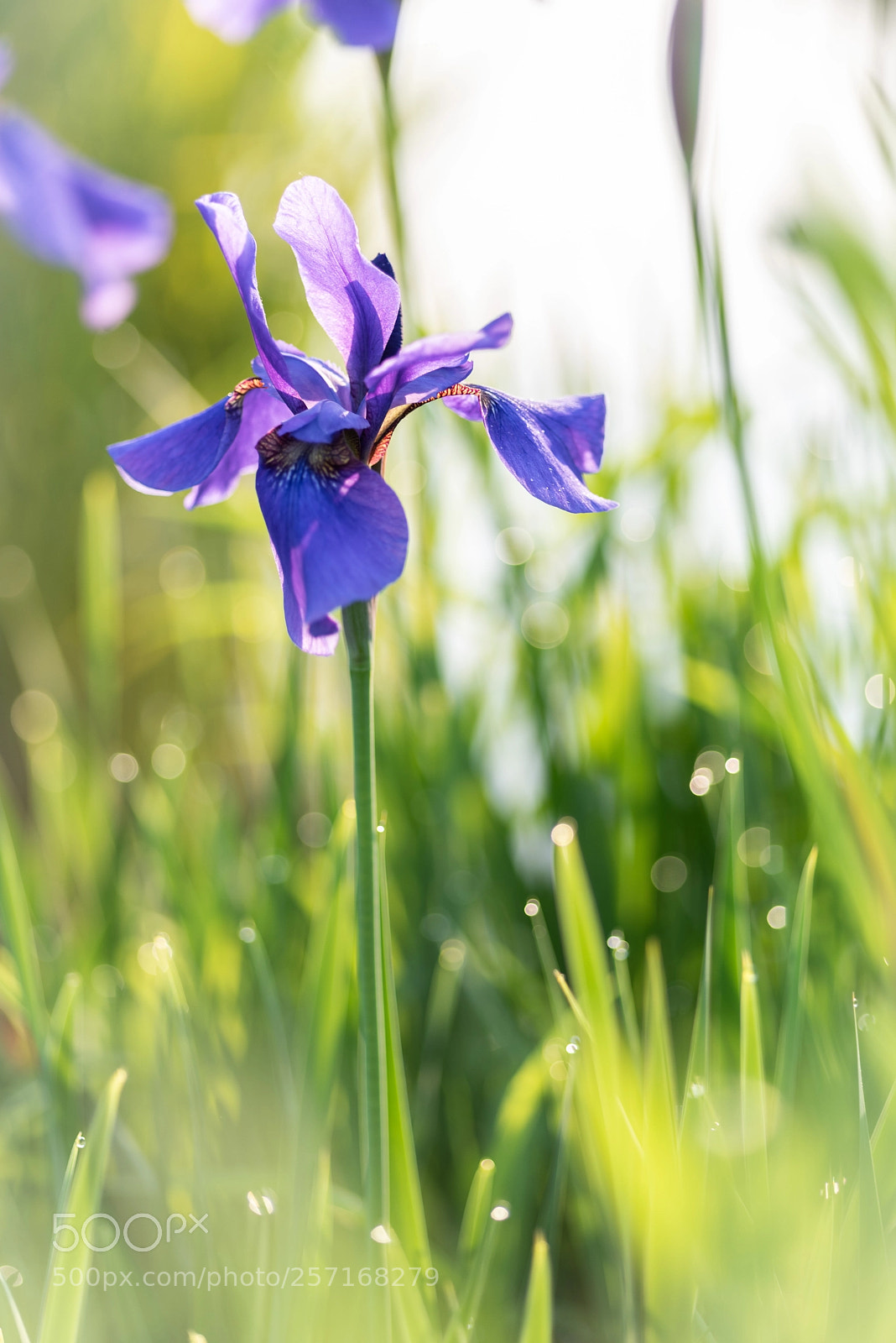 Nikon D750 sample photo. Flower in the morning photography