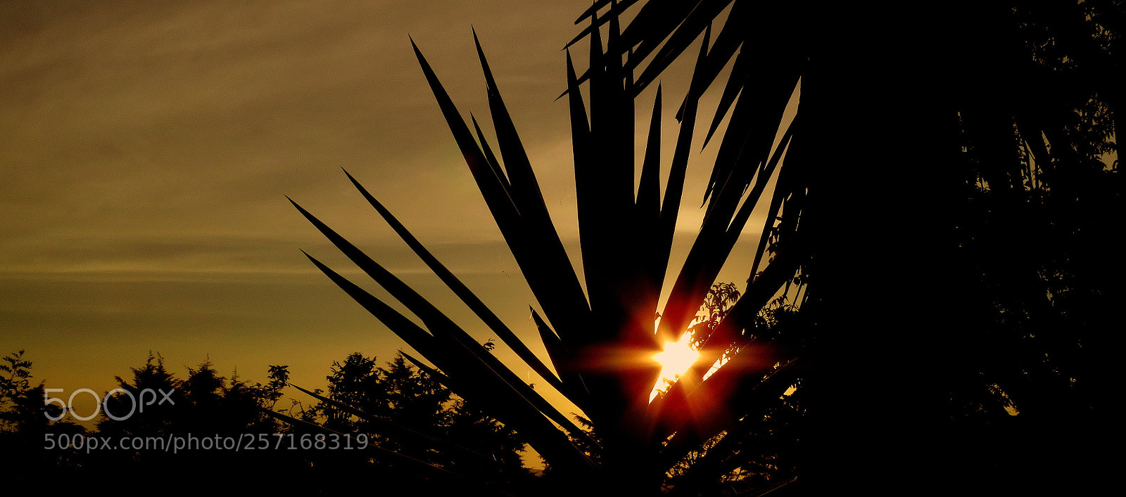Canon PowerShot SX60 HS sample photo. Brights in the sunset photography