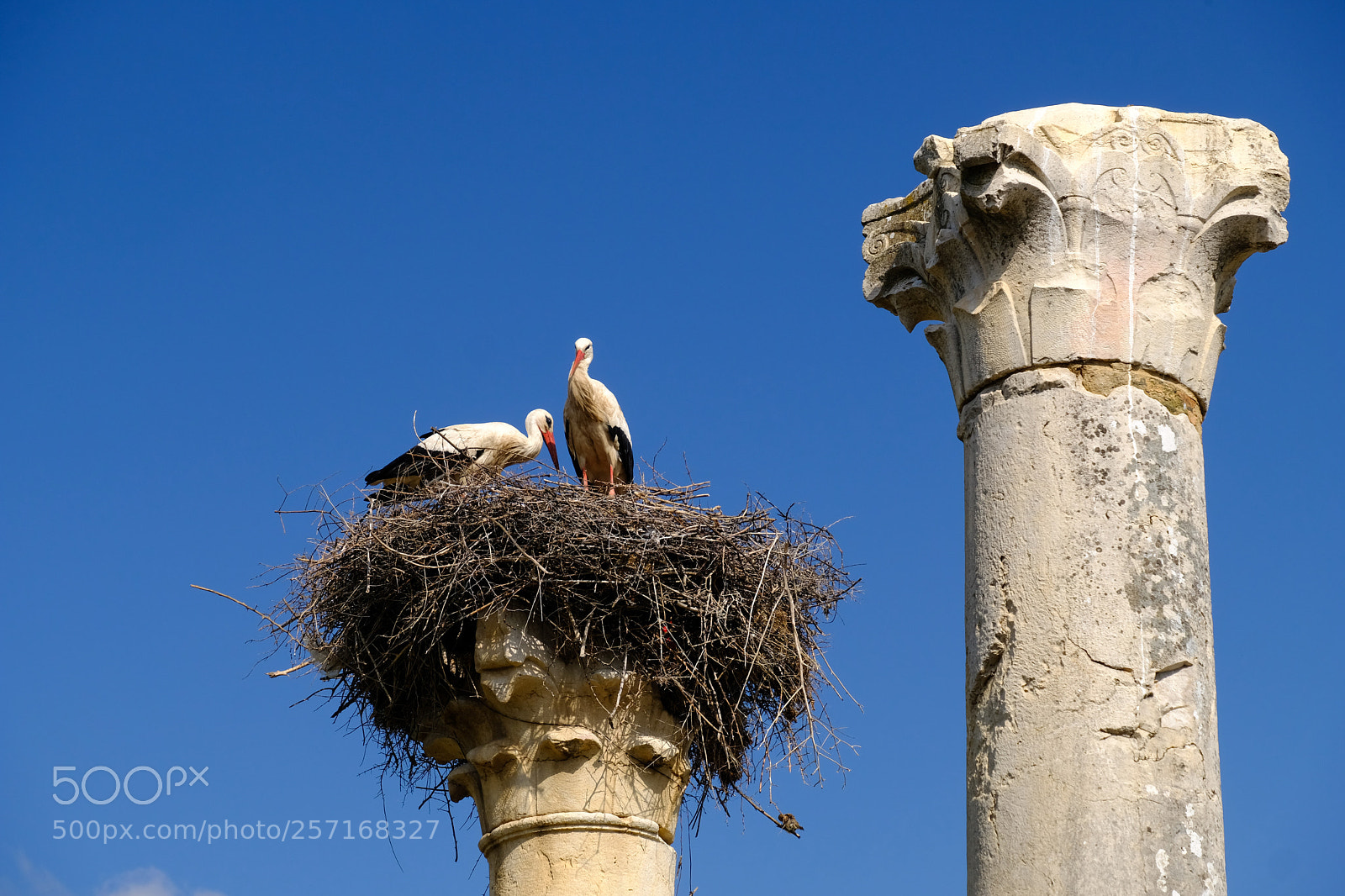 Fujifilm X-T20 sample photo. Storks nesting on a photography