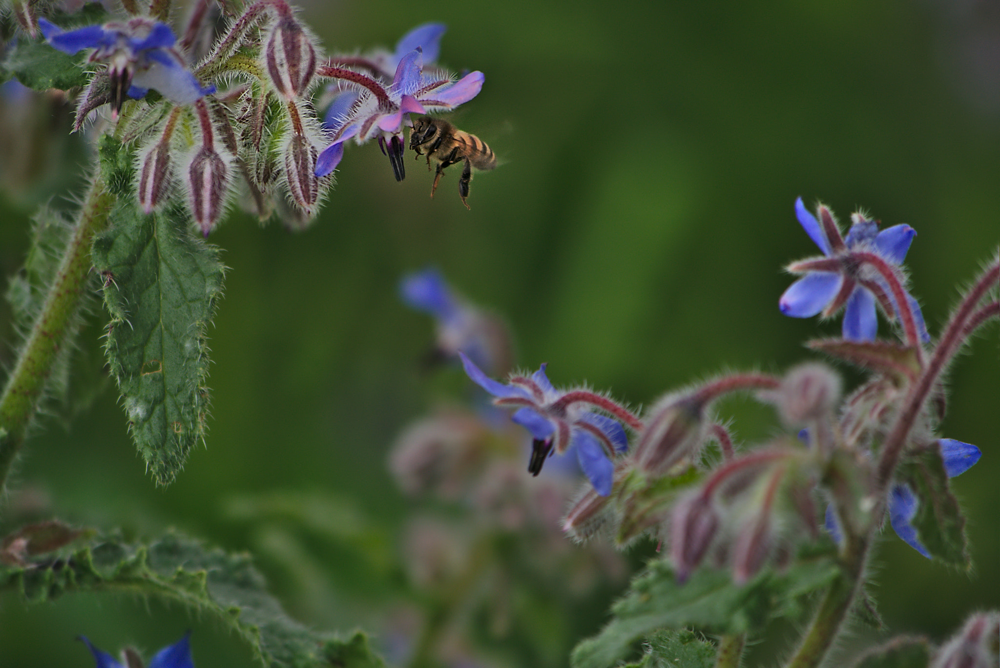 Panasonic Lumix DMC-GM1 sample photo. 2018 05 09 15 bee_borago officinalis.jpg photography