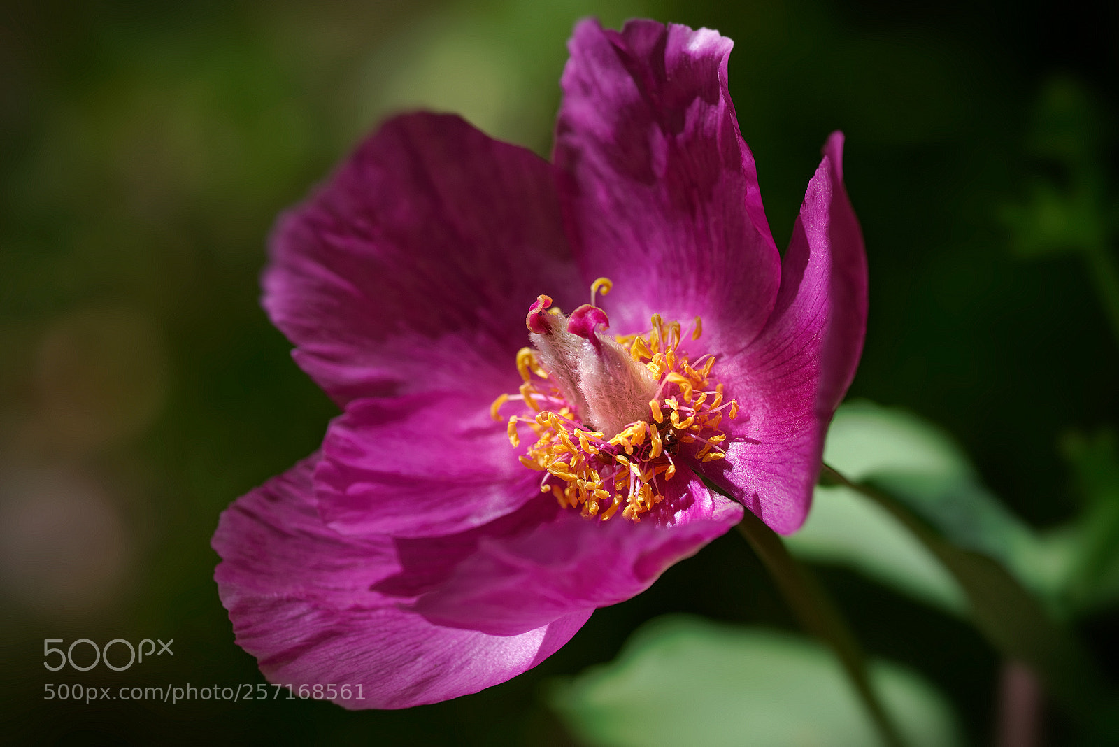 Pentax K-1 sample photo. Wild peonies of mangup-kale (4) photography