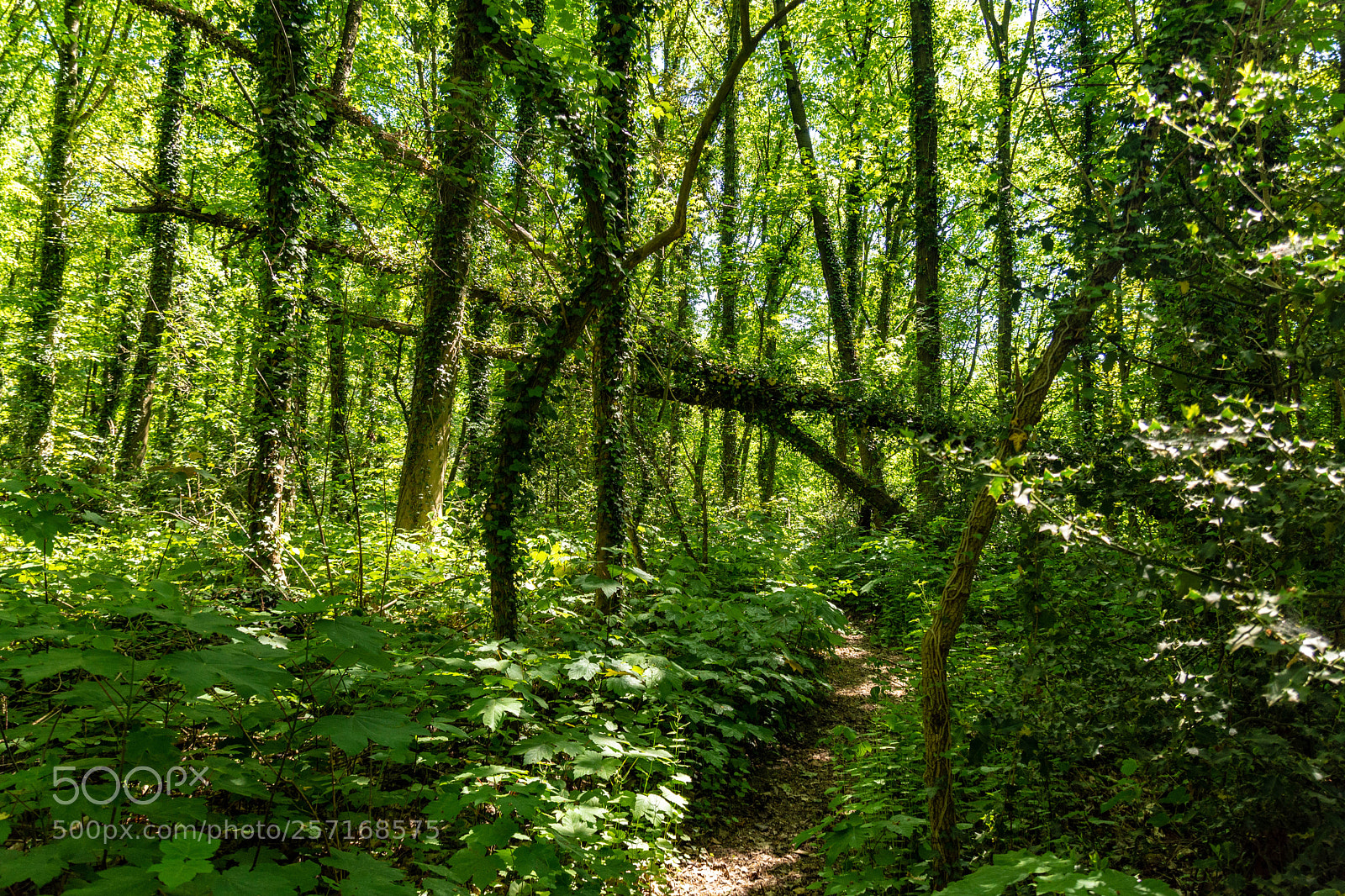 Nikon D7200 sample photo. In the wood photography