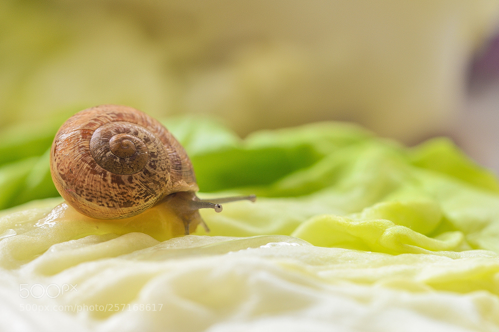 Nikon D800 sample photo. Snail photography