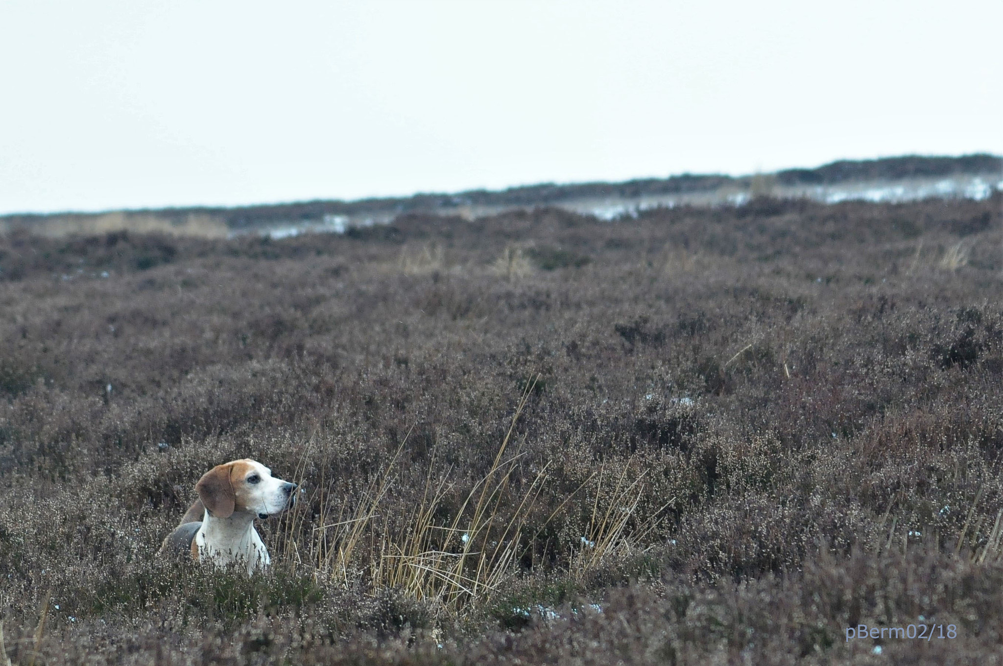 AF Zoom-Nikkor 70-300mm f/4-5.6D ED sample photo. Bamford edge with the beagles photography