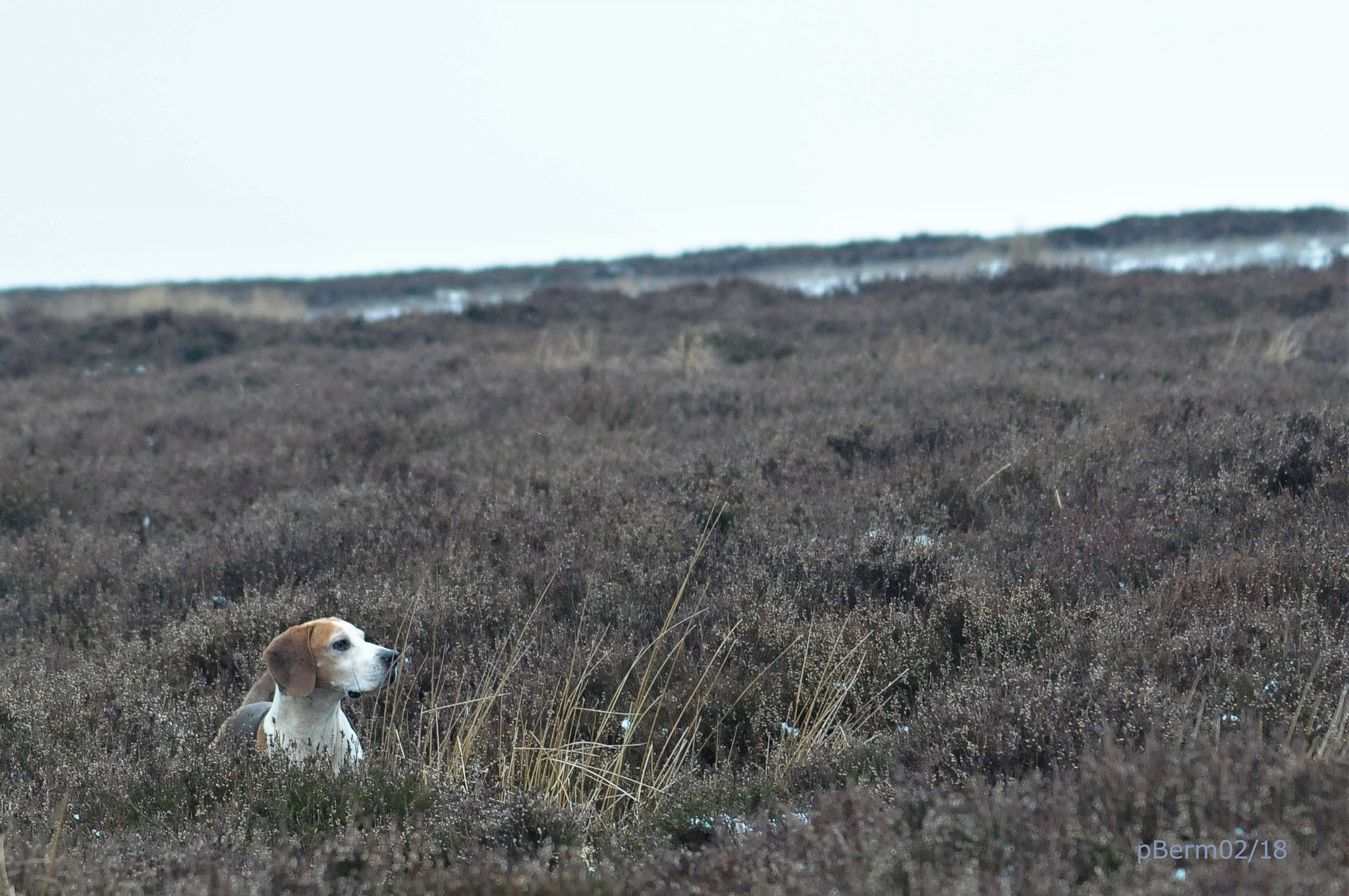 Nikon D300 + AF Zoom-Nikkor 70-300mm f/4-5.6D ED sample photo. Bamford edge with the beagles photography