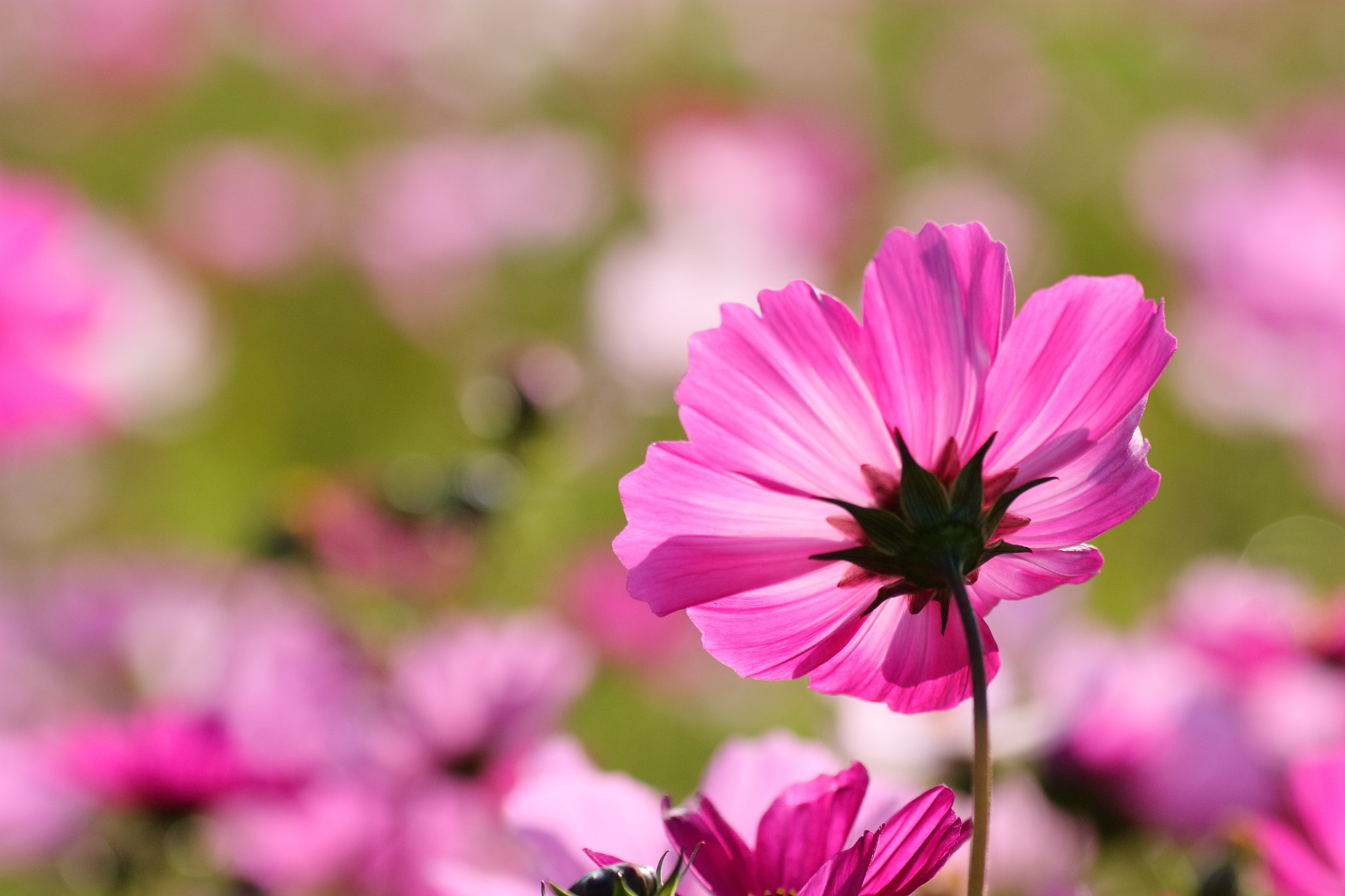 Tamron SP AF 90mm F2.8 Di Macro sample photo. Img_3537m cosmos , 波斯菊 photography