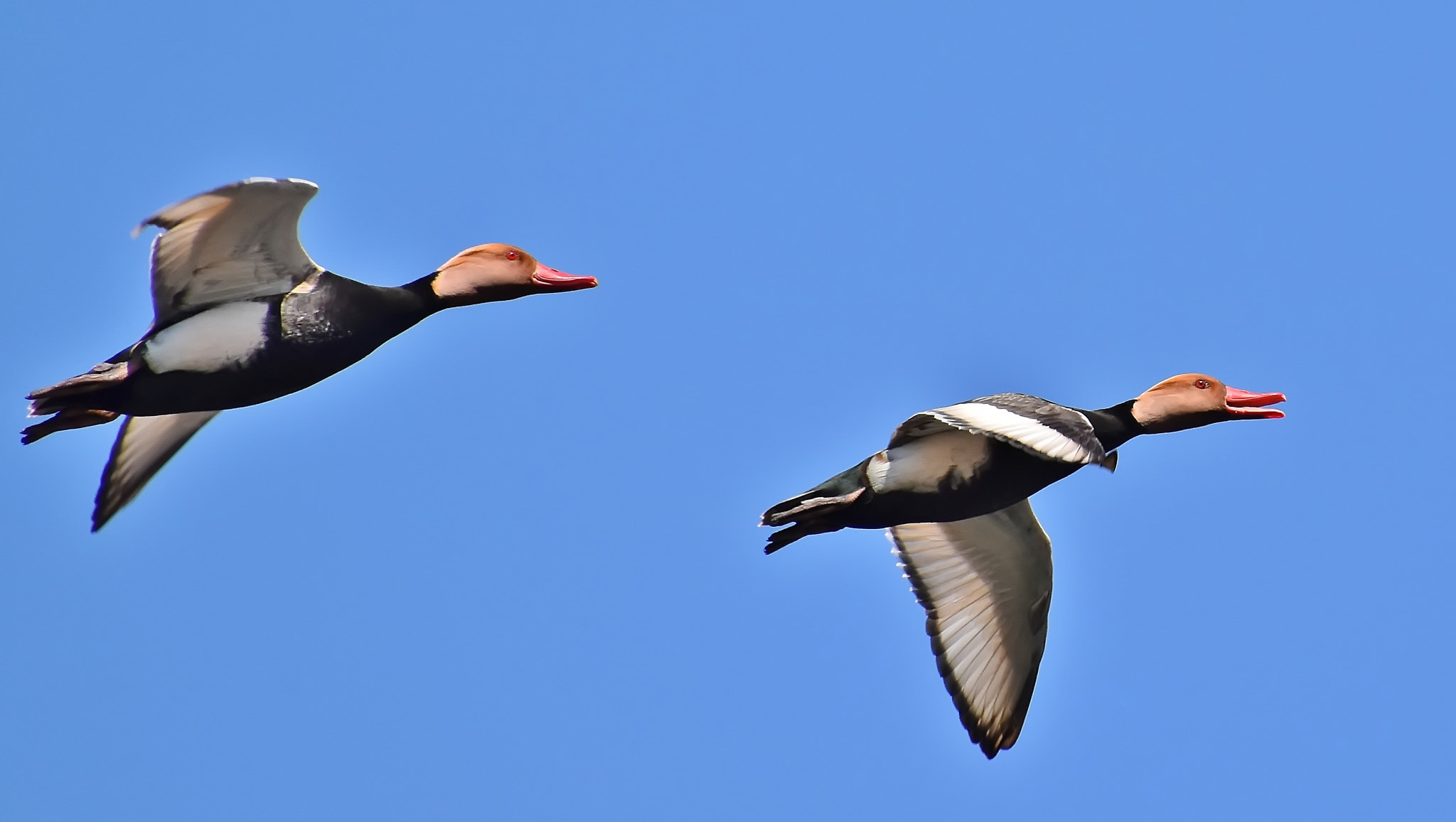 Nikon D7200 sample photo. Stop following me... photography