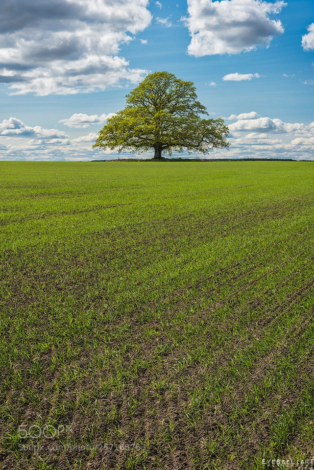 Nikon D810 sample photo. Tree of life photography