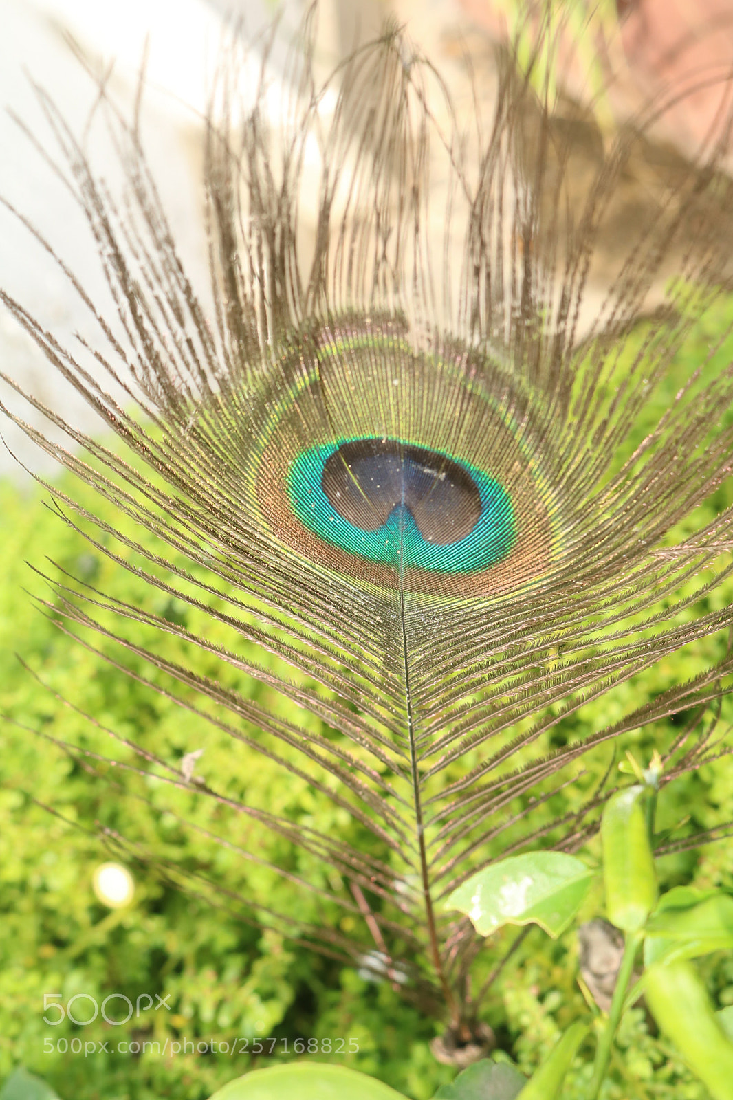 Canon EOS 750D (EOS Rebel T6i / EOS Kiss X8i) sample photo. Feather photography