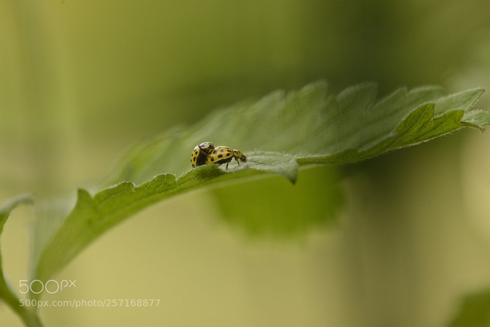 Nikon D800 sample photo. Ladybird  photography
