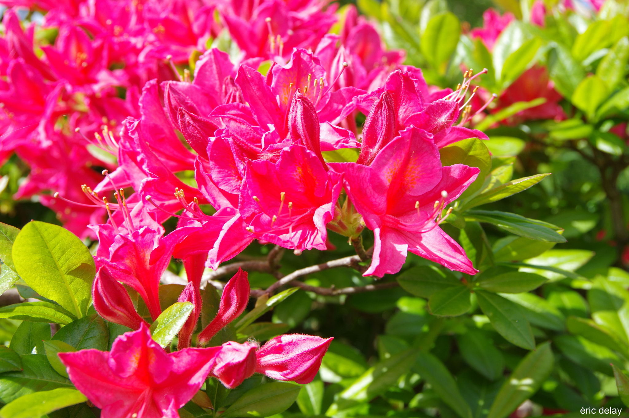 Pentax K-3 sample photo. Fleurs photography