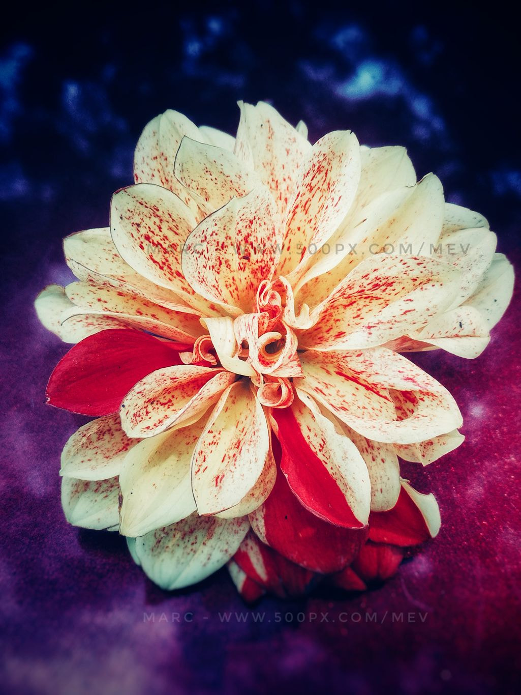 HUAWEI Honor 8 sample photo. Fallen beauty photography