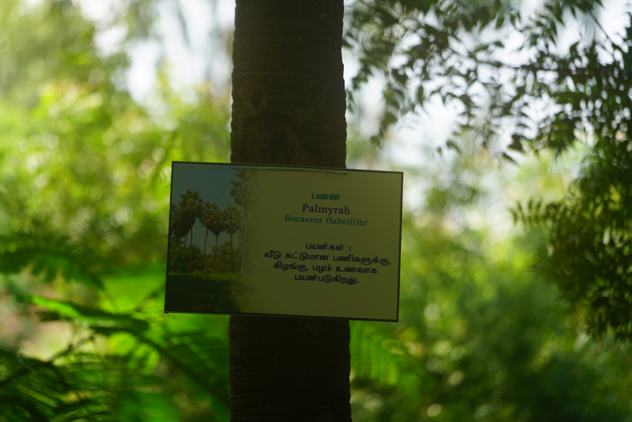 Sony a7R II sample photo. Kumbapatti zoo salem india () photography