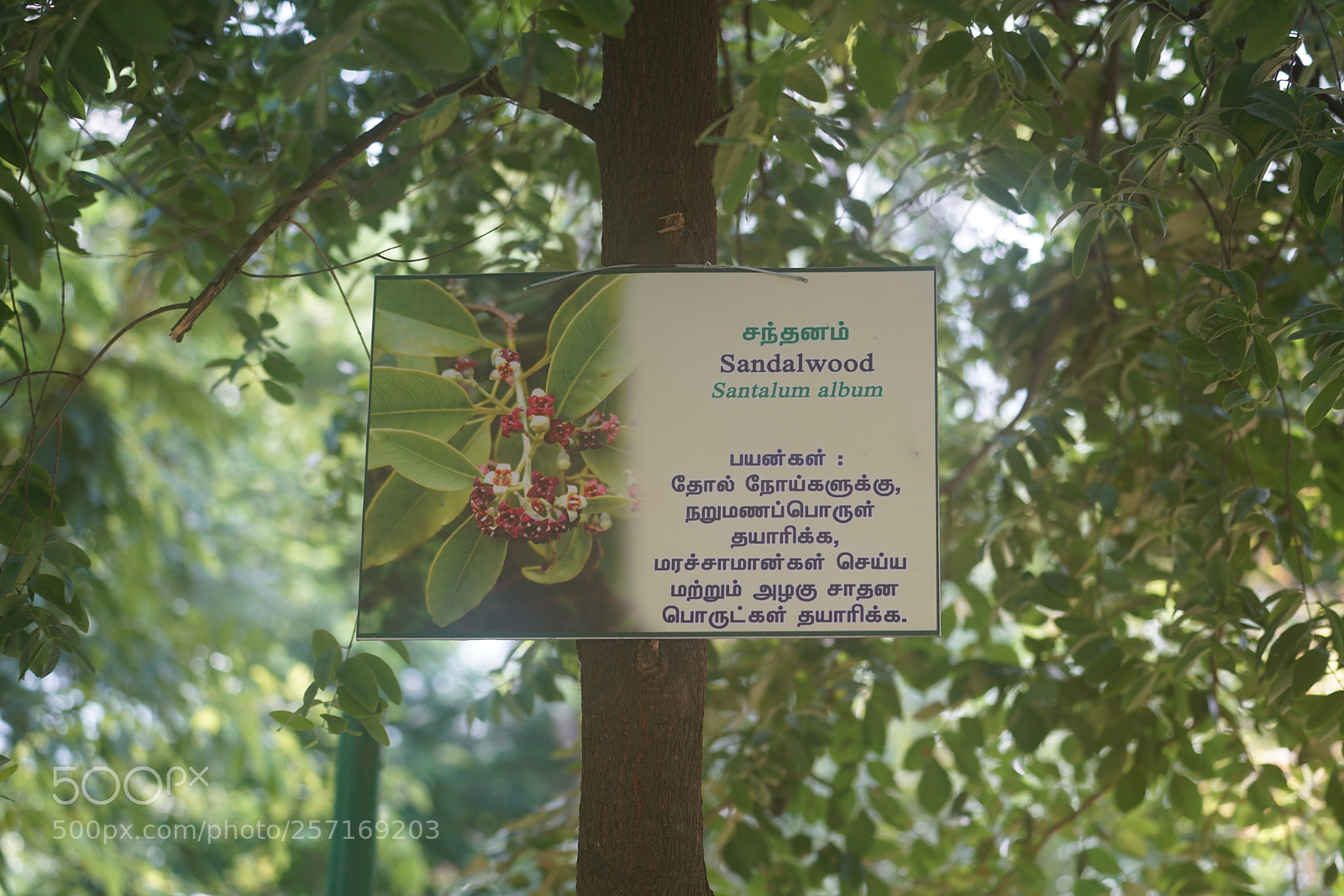 Sony a7R II sample photo. Kumbapatti zoo salem india () photography