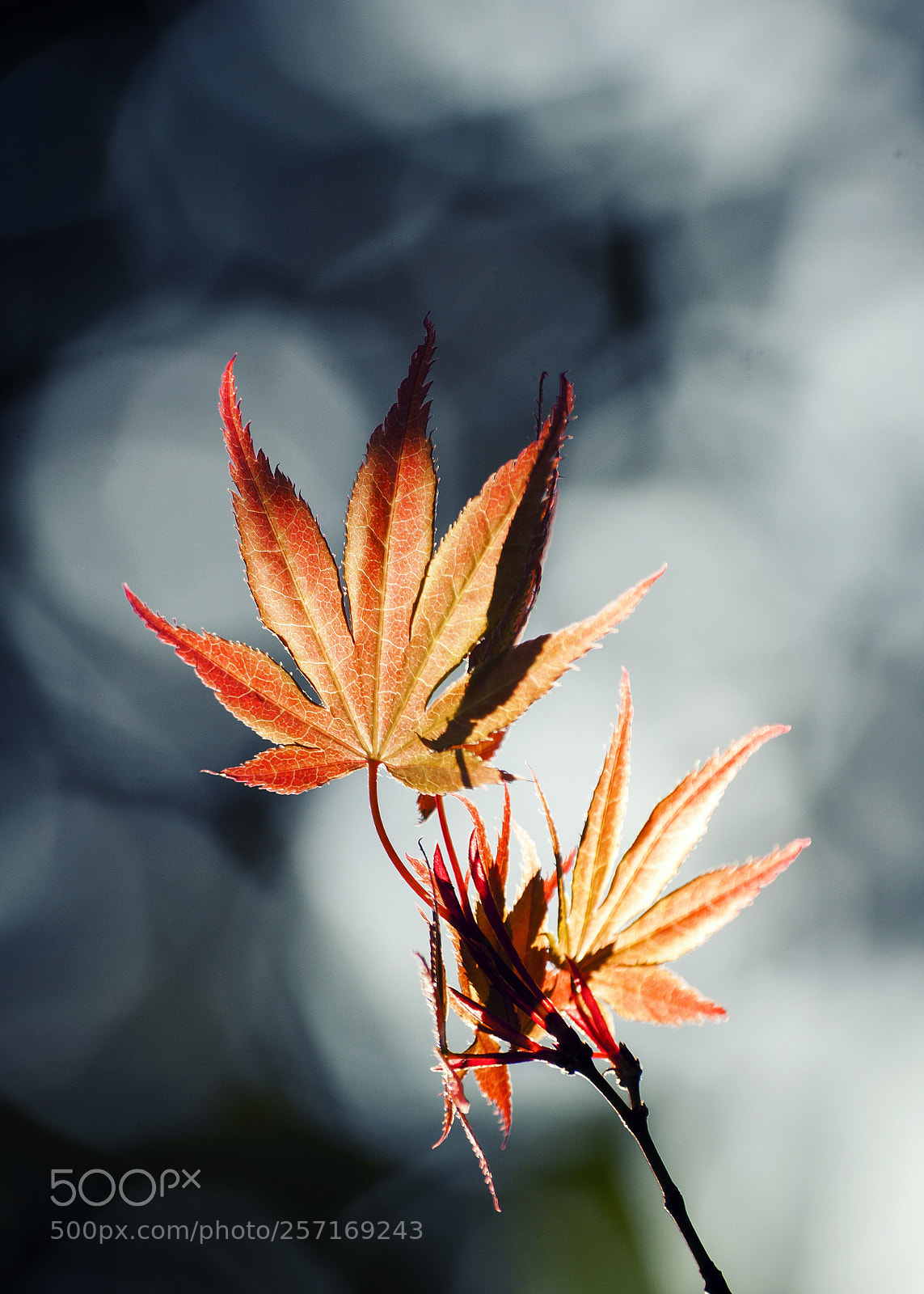 Canon EOS 50D sample photo. Untitled photography