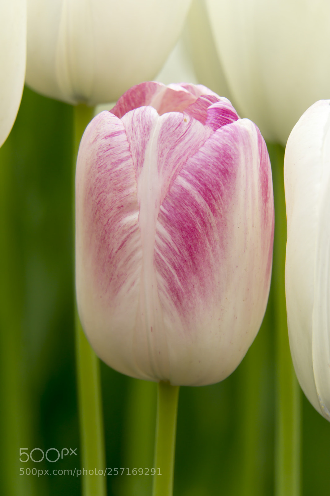 Sony a6000 sample photo. Pink and white photography