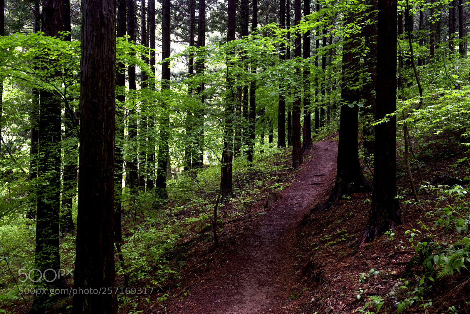 Nikon D810 sample photo. Path into woods photography