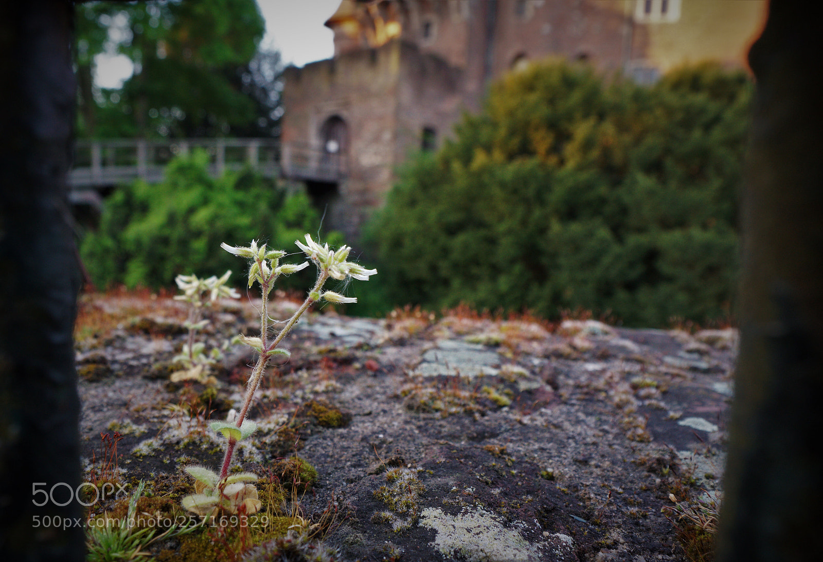Sony a6500 sample photo. Little flower.  photography