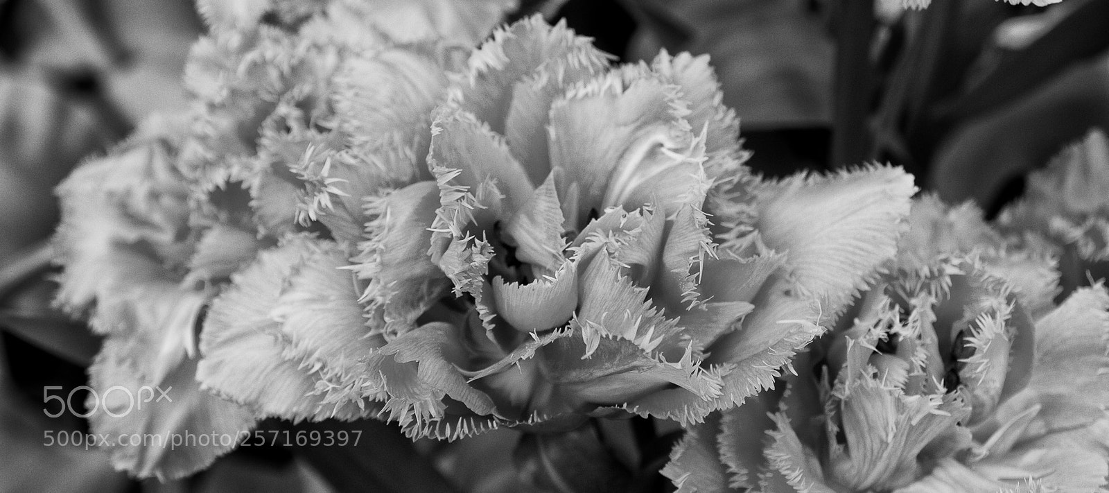 Canon EOS 7D sample photo. Texture of flower photography