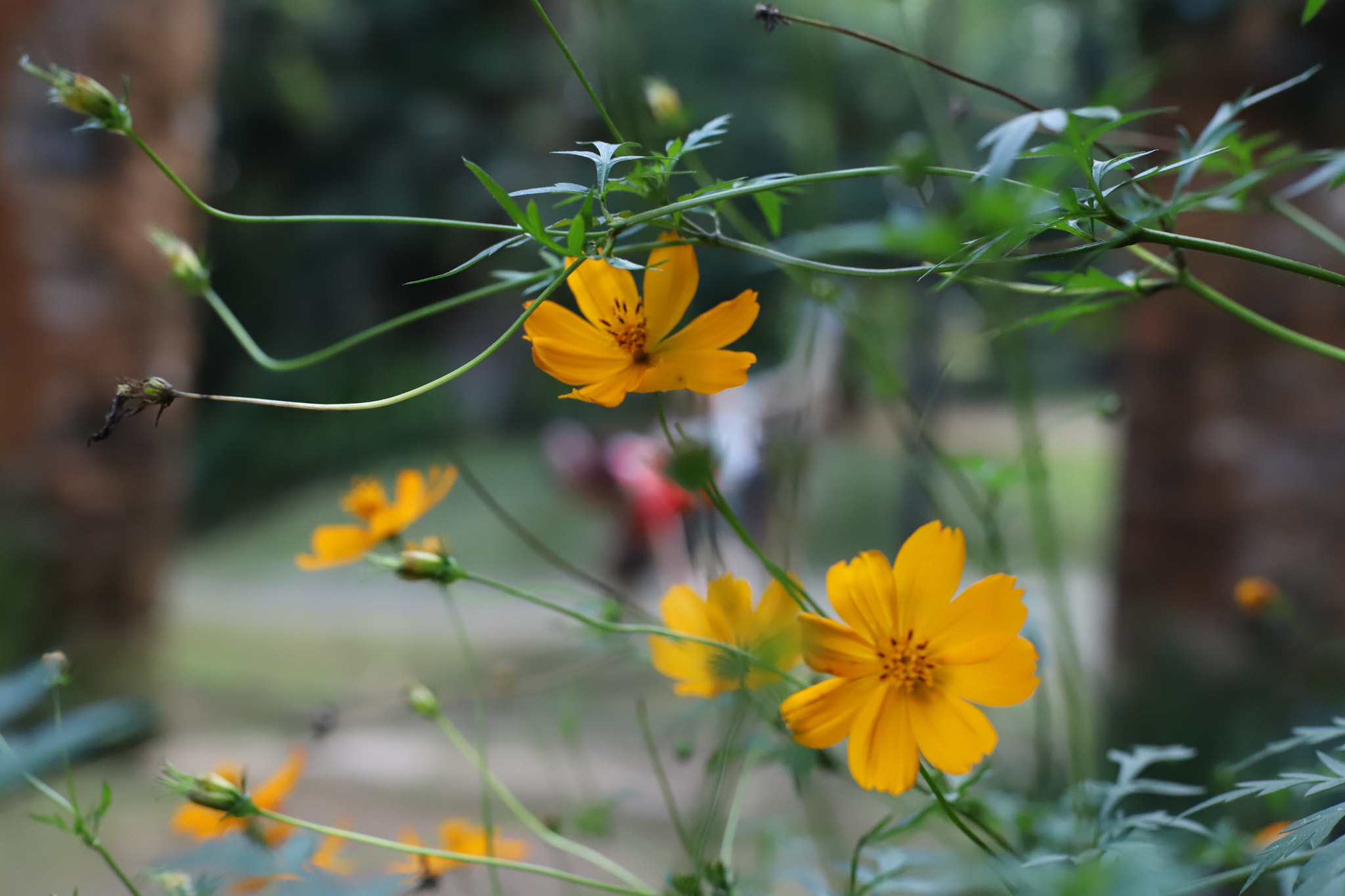 Canon EOS 6D Mark II sample photo