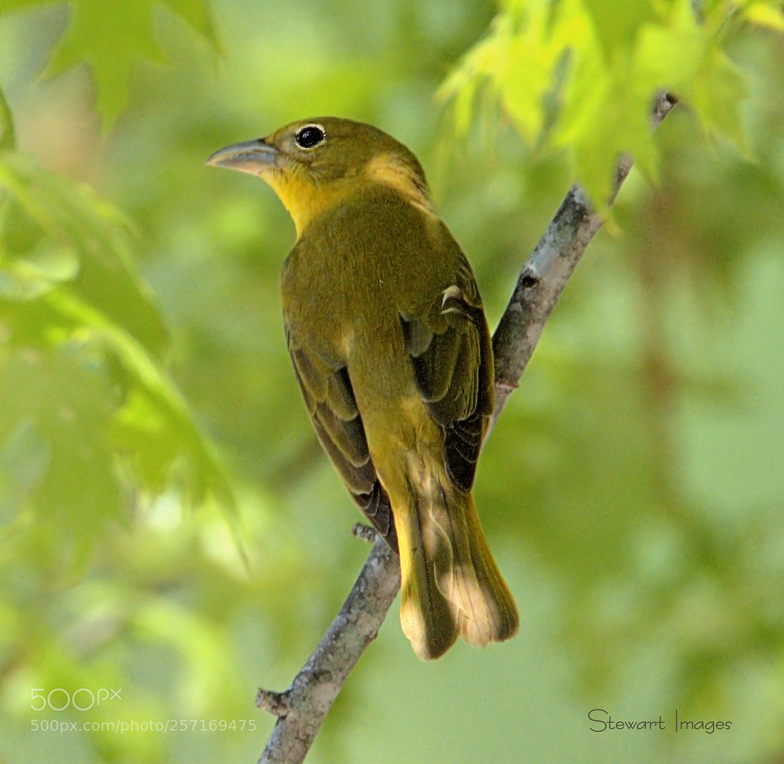 Nikon D810 sample photo. Female summer tanager photography