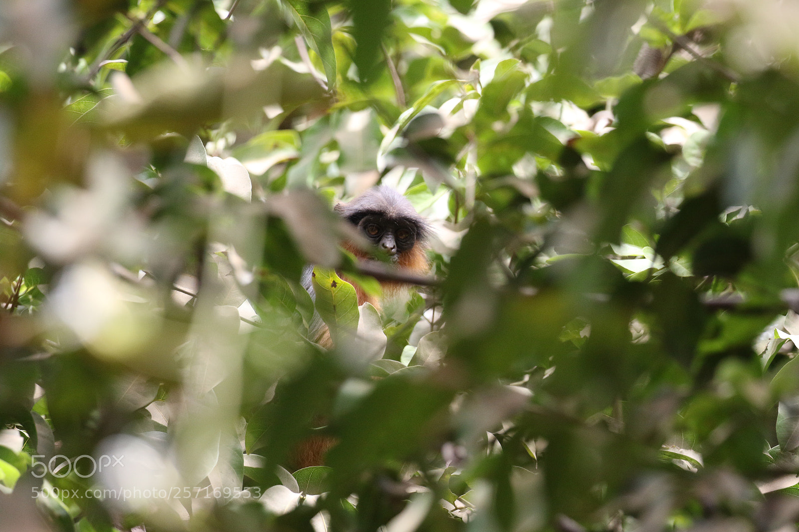 Canon EOS 7D Mark II sample photo. Red colobus monkey photography