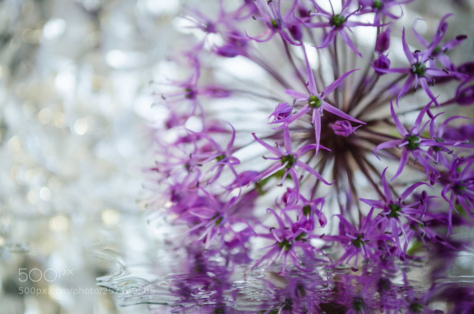 Nikon D5100 sample photo. *** photography