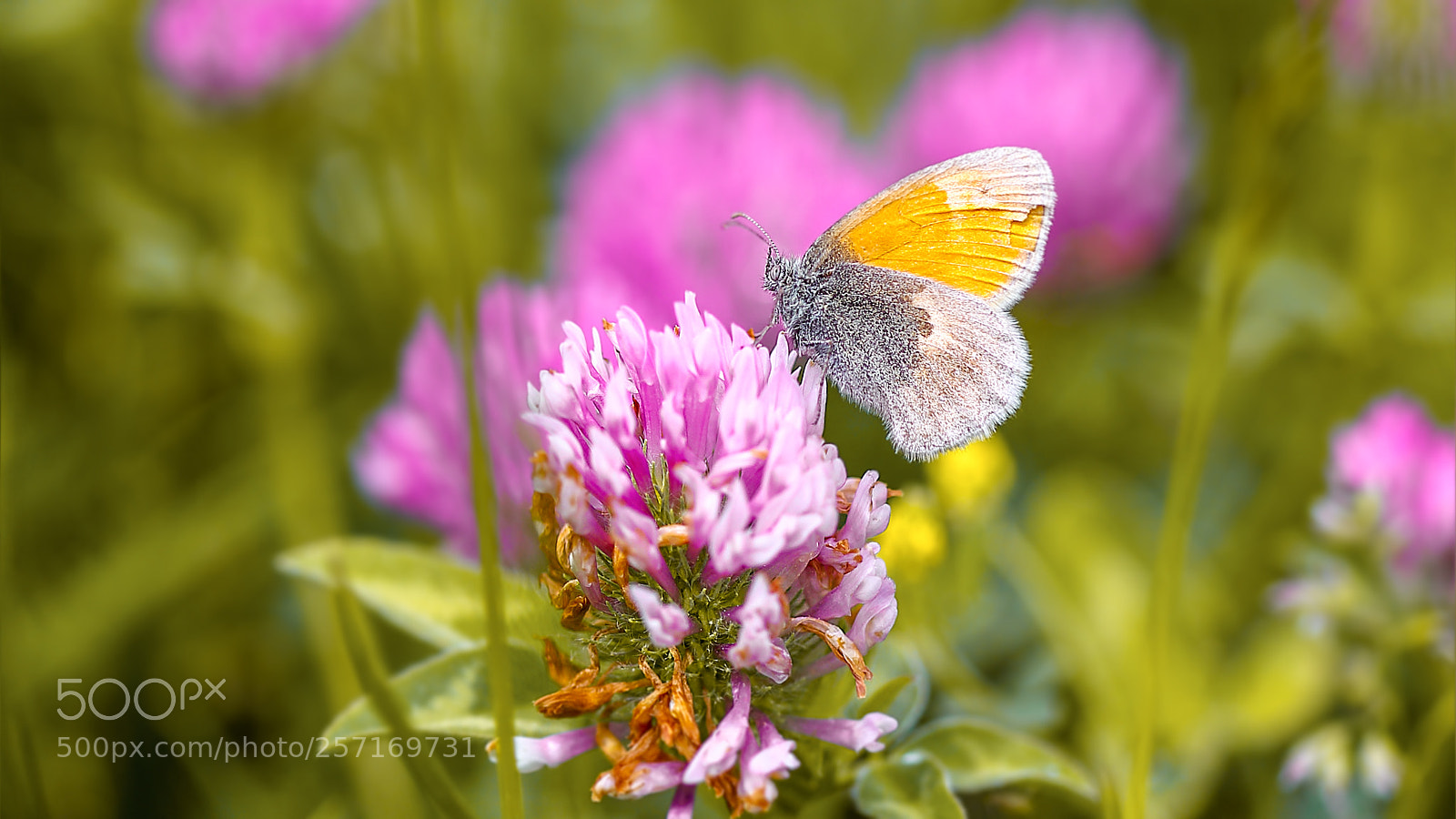 Canon EOS 6D sample photo. Butterfly-kelebek photography
