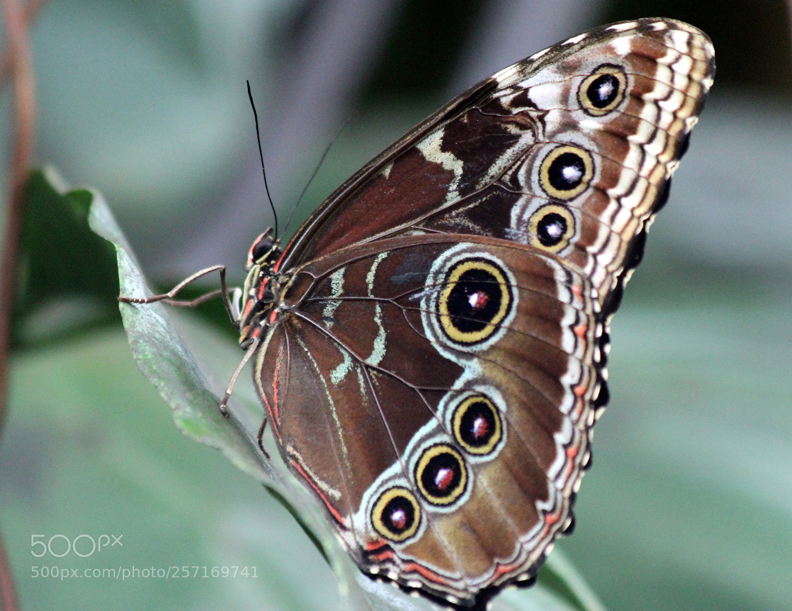 Canon EOS 600D (Rebel EOS T3i / EOS Kiss X5) sample photo. Butterfly  photography