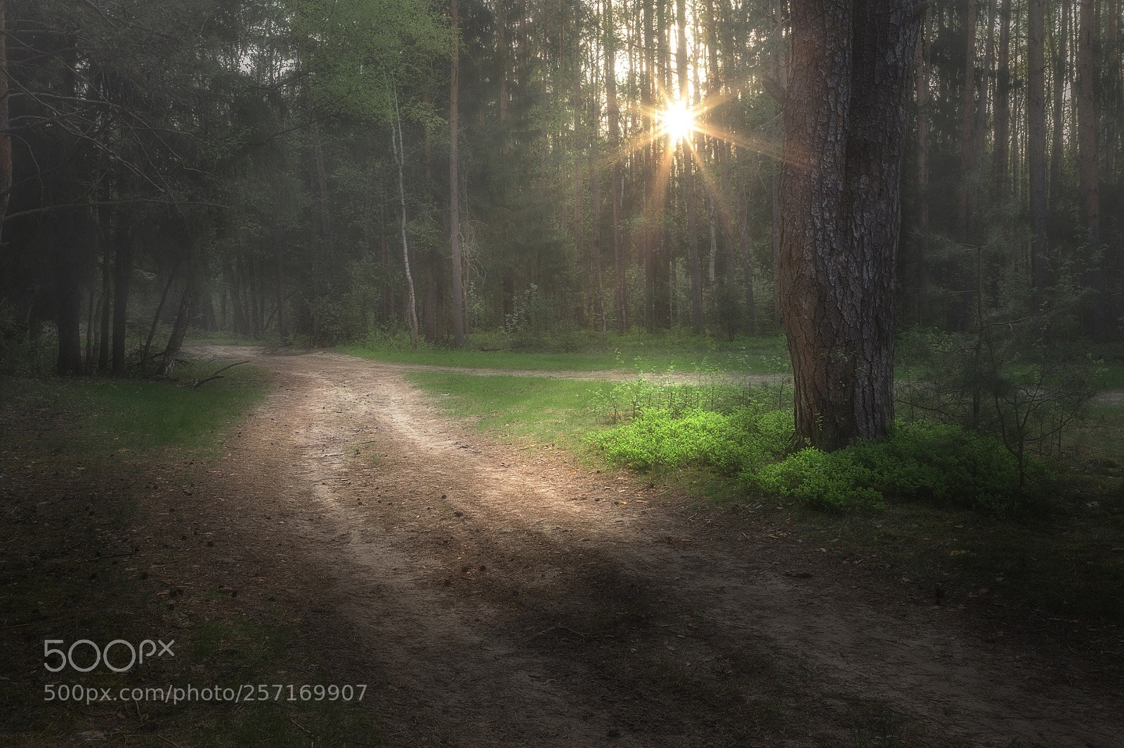 Canon EOS 6D sample photo. Morning on the forest photography