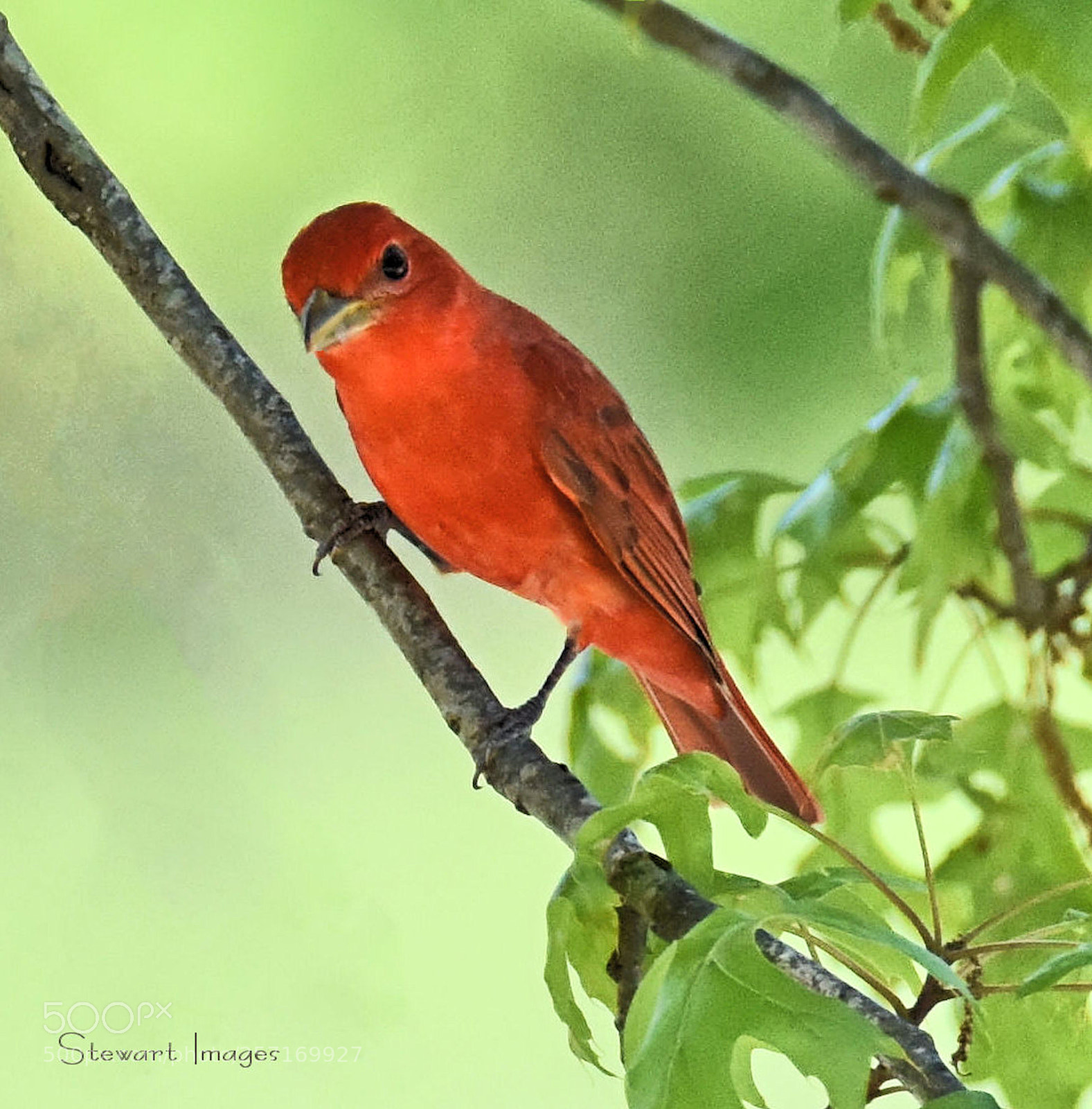 Nikon D810 sample photo. Summer tanager photography