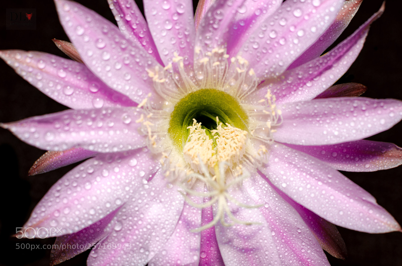 Nikon D7000 sample photo. Floraison nocturne photography