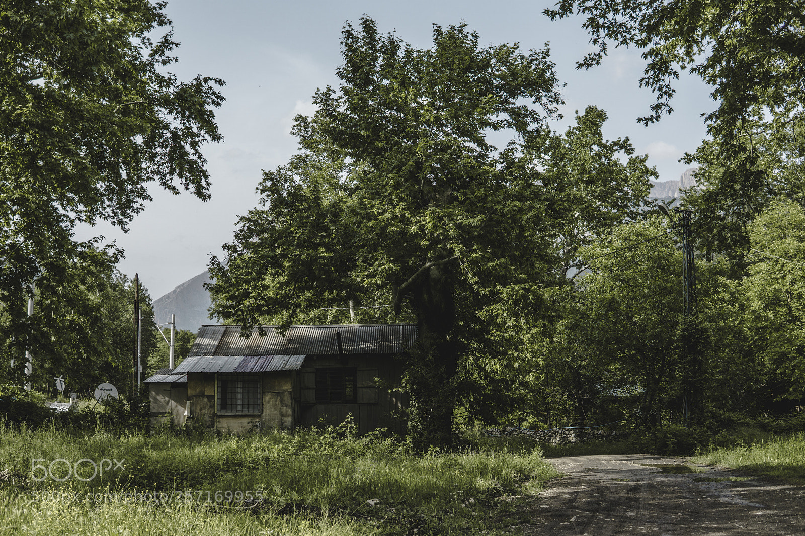 Sony a6000 sample photo. Green forest photography
