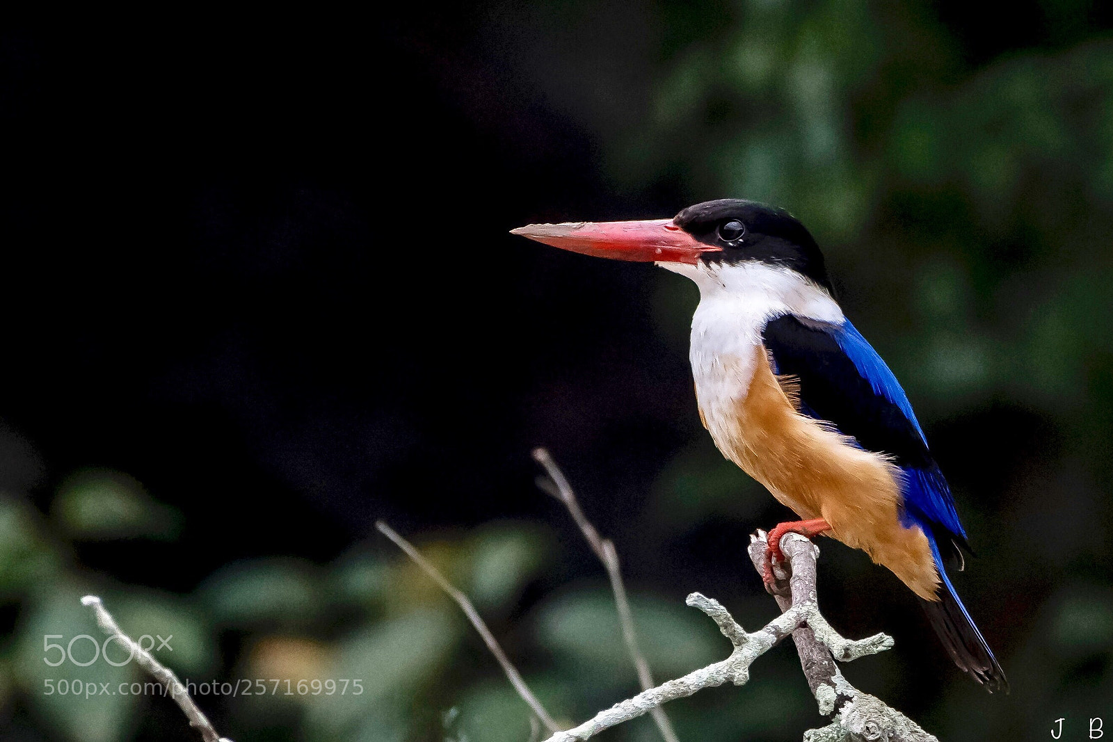 Nikon D500 sample photo. Black capped kingfisher  photography