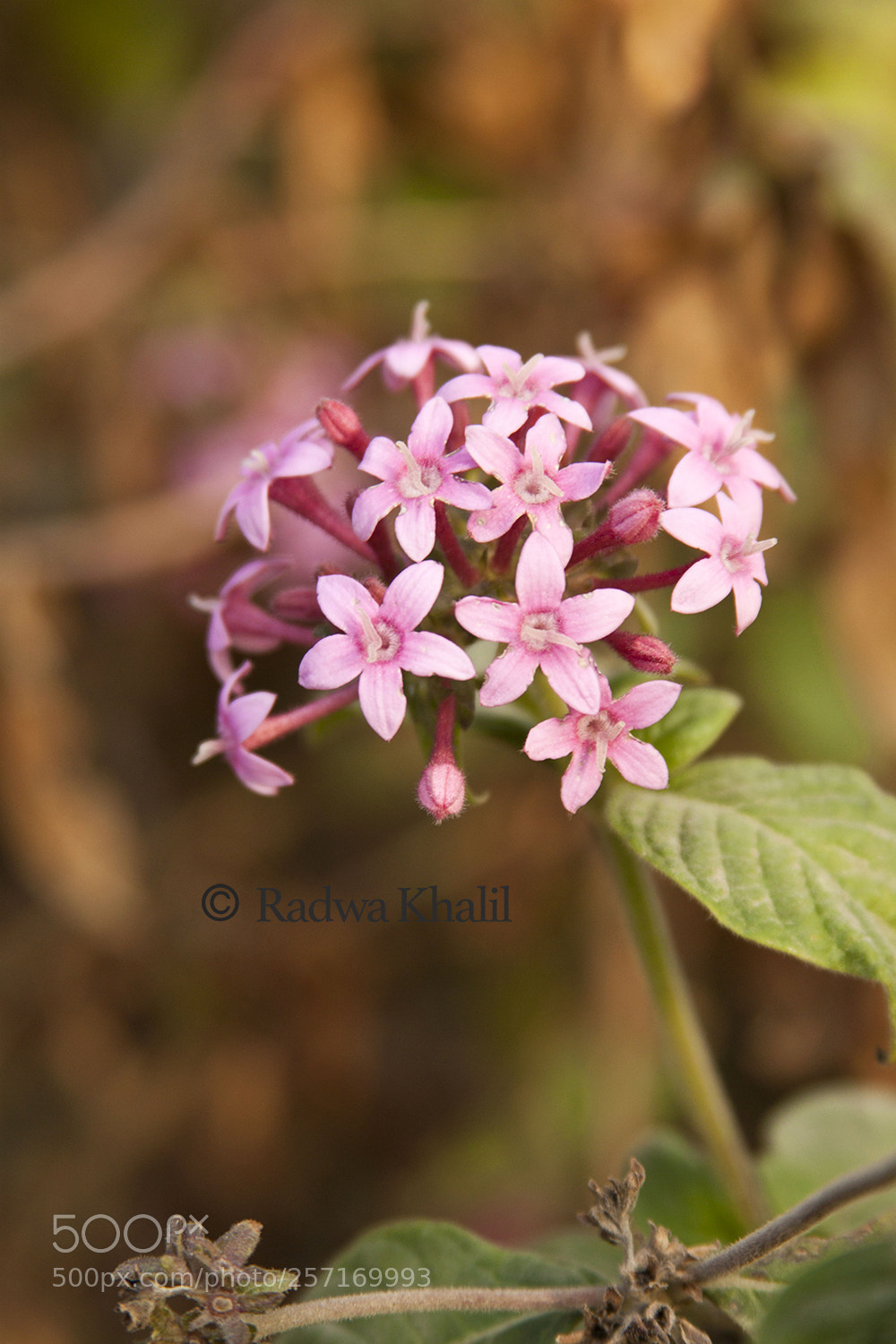 Canon EOS 500D (EOS Rebel T1i / EOS Kiss X3) sample photo. Pink flower photography