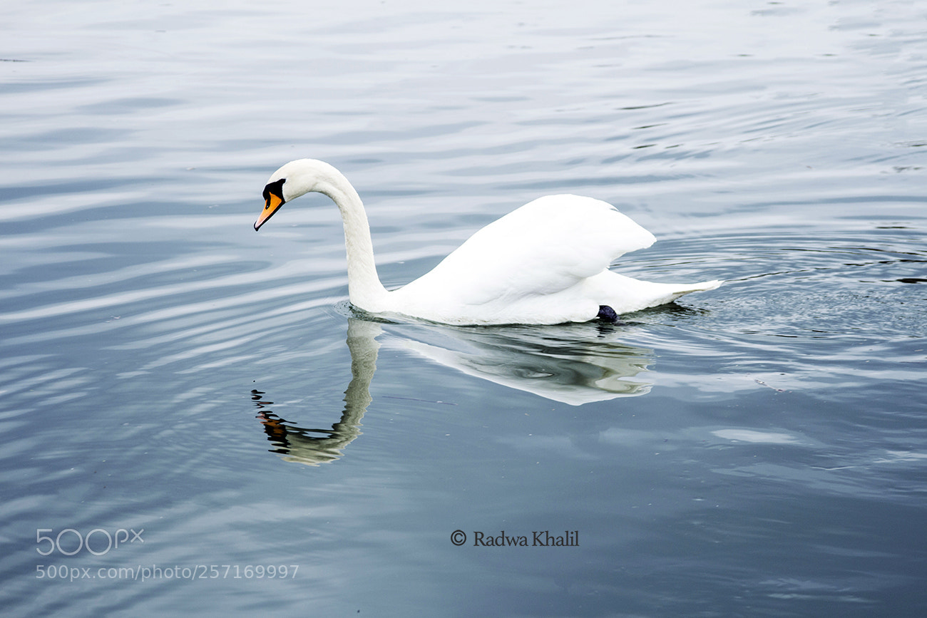 Canon EOS 700D (EOS Rebel T5i / EOS Kiss X7i) sample photo. Reflection photography