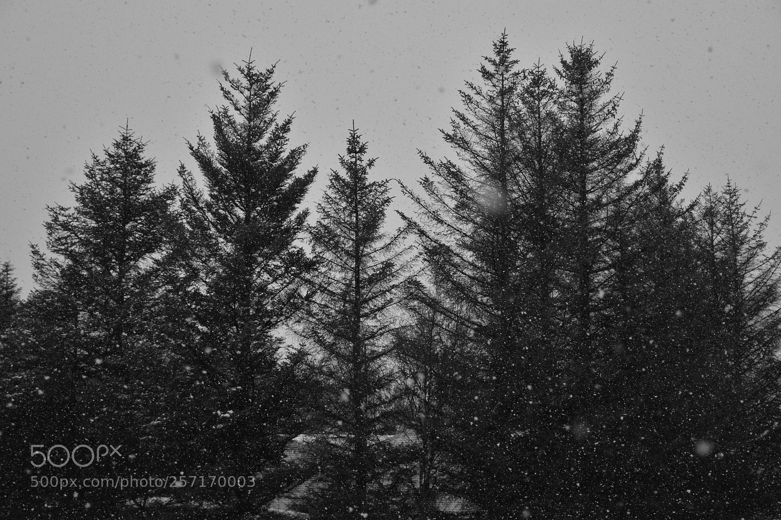 Nikon D5500 sample photo. Tree photography