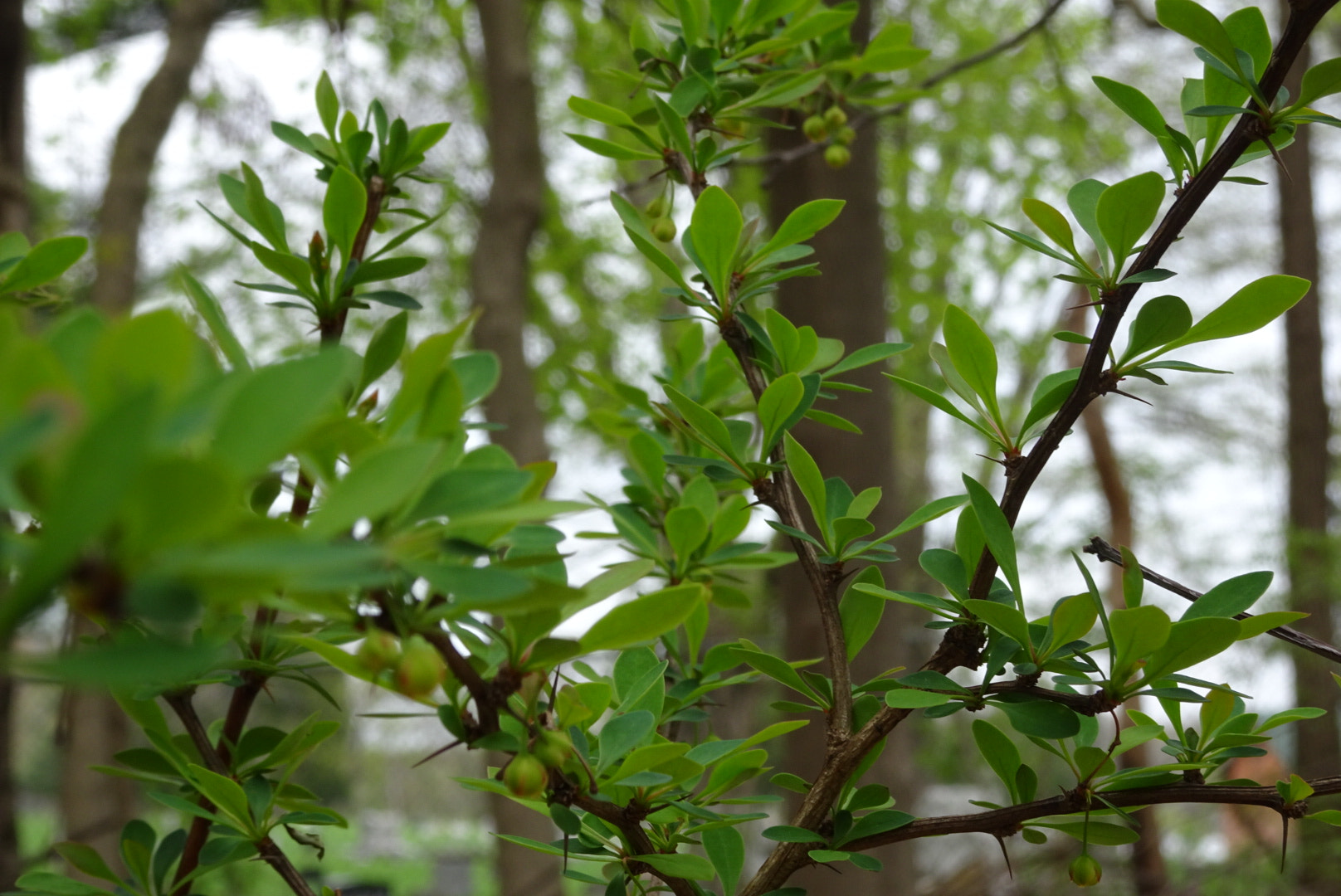 Sony Cyber-shot DSC-HX80 sample photo. Evergreen photography