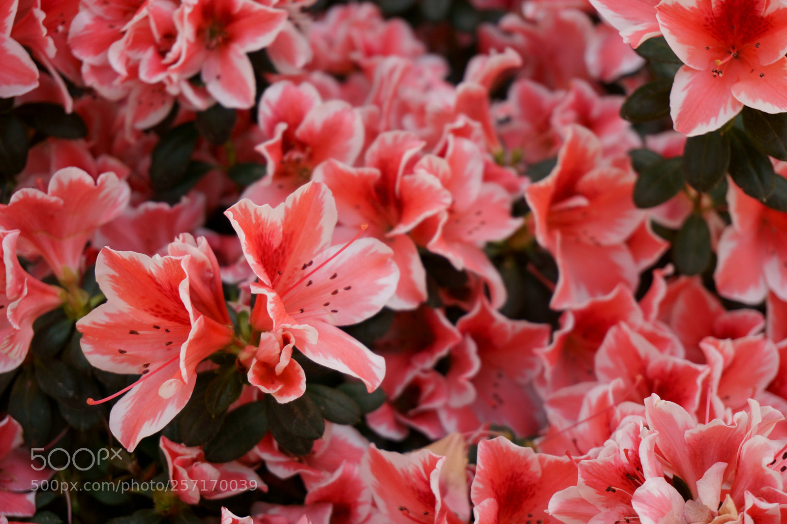 Sony a6000 sample photo. Pink flowers photography