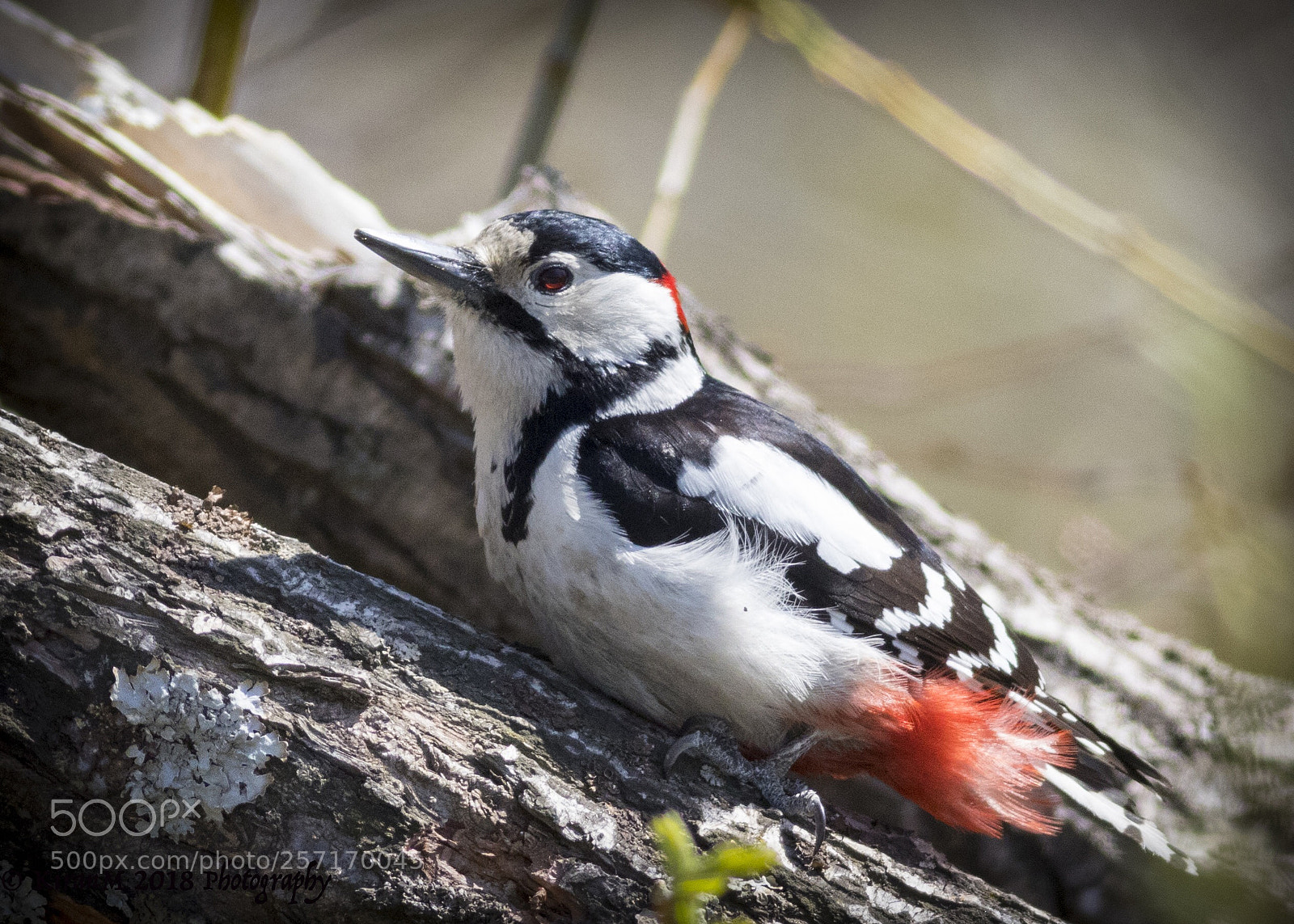 Canon EOS 7D Mark II sample photo. Great spotted woodpecker spotted photography