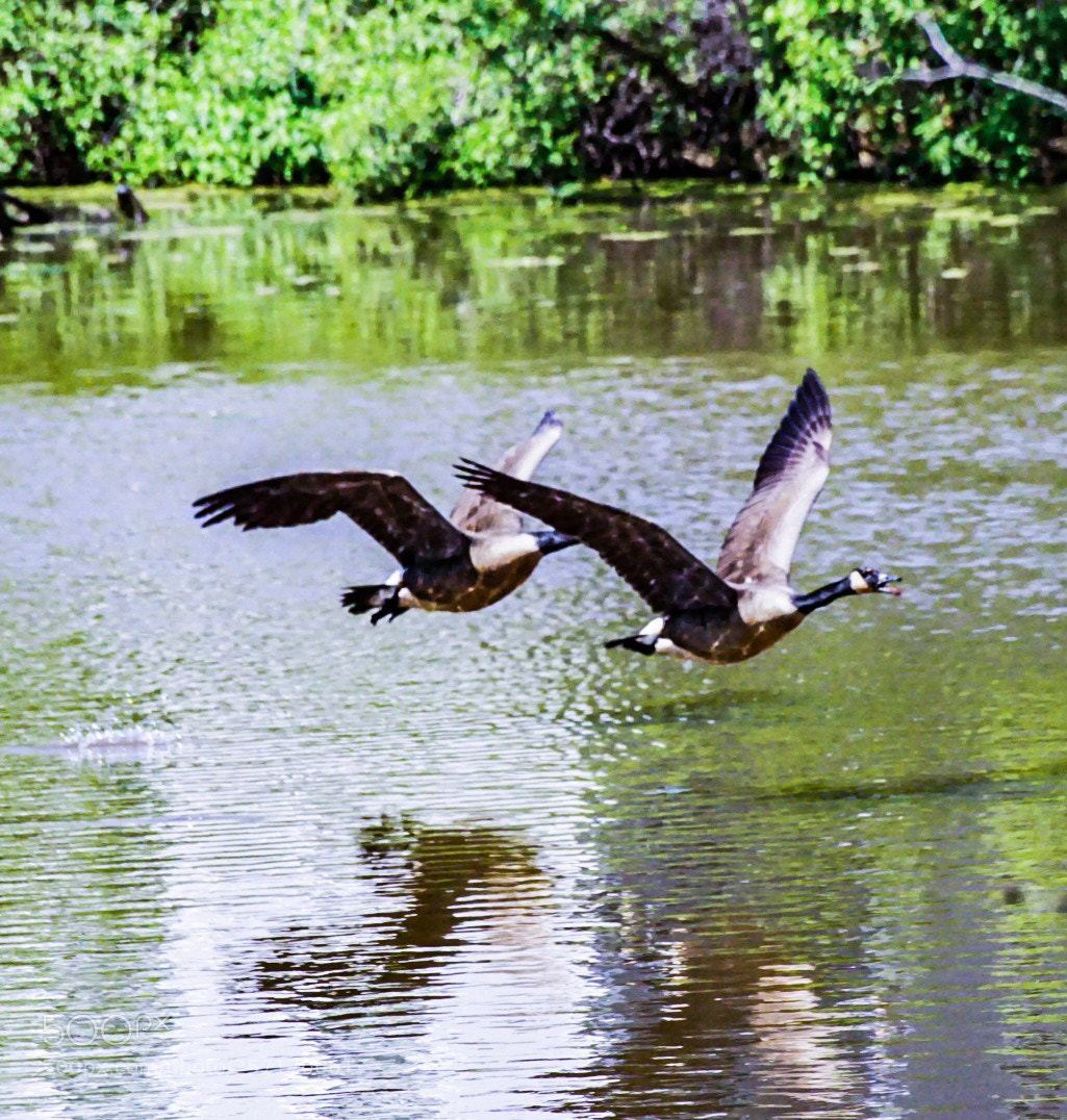 Sony a6000 sample photo. Geese in flight photography