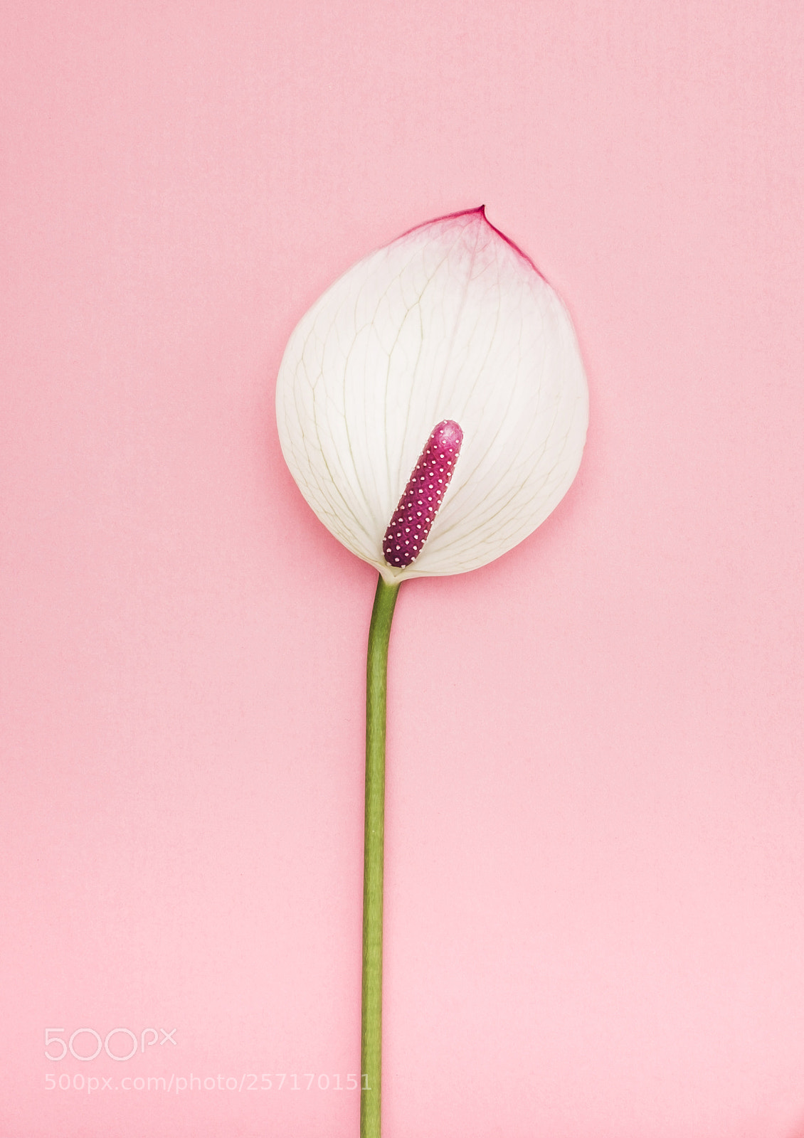 Fujifilm X-T2 sample photo. Minimal pink flower photography